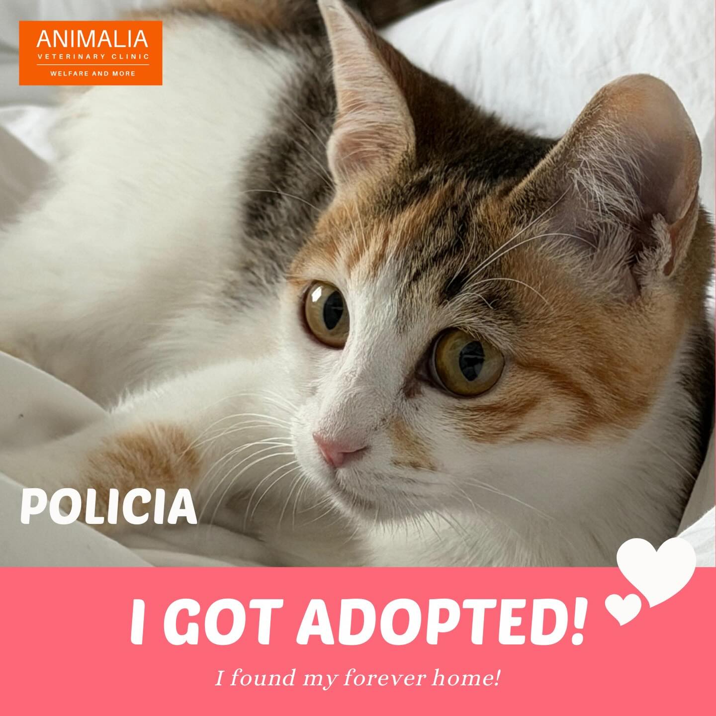 #animaliauae #uae #loveuae #cats #animals animalwelfareinschools communitycats animalrescue abudhabi animalcare vetclinic veterinaryhospital veterinaryclinicmastersurgeon surgery adoptdontshop catadoption education animaliapaws animalwelfareabudhabianimalwelfareeducation youthprograms sustainability yearofcommunity uae2025 @dofeuk @animaliauae