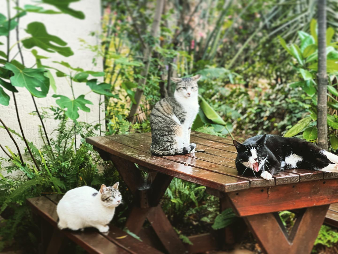 Cats of Riverglades | Rosebud, Mr Moose and Mr Oreo just chilling #fridayvibes #cats #rivergladesestate #justchillin #mrmoose #mroreo #rosebud