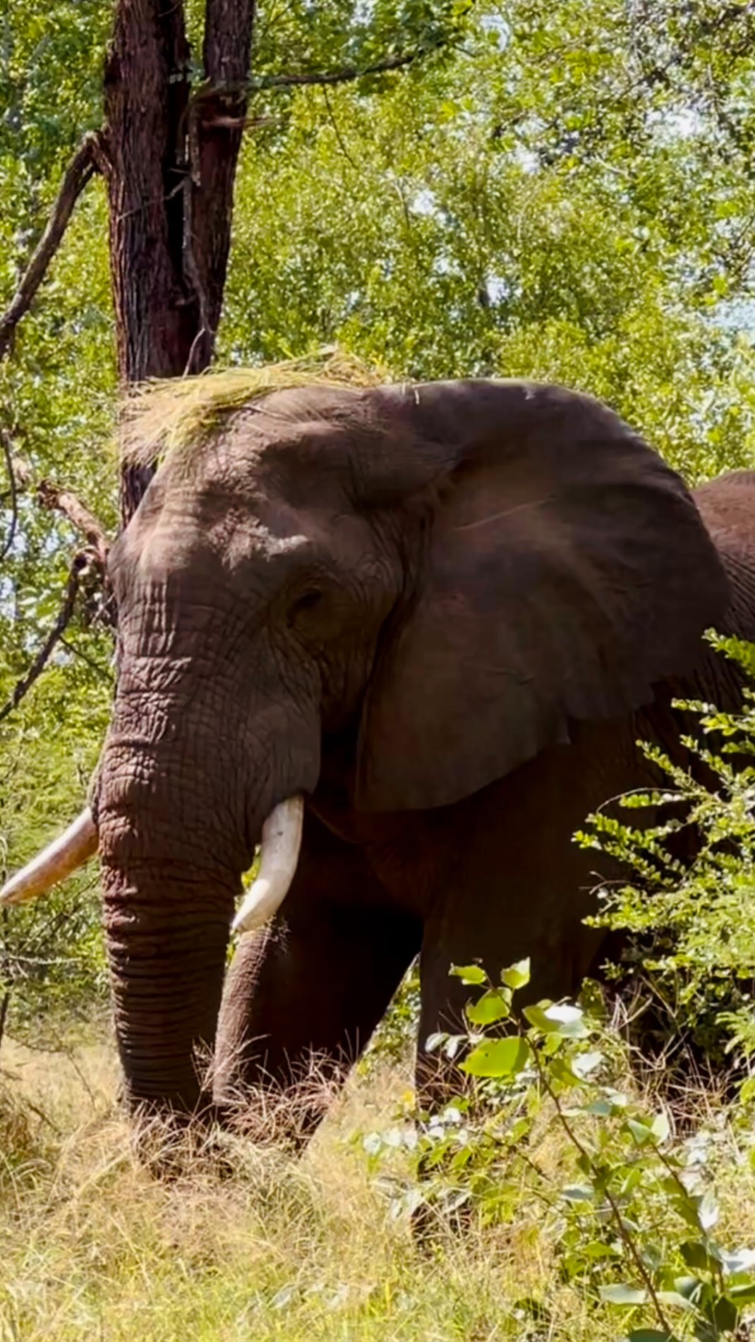 An elephant pauses, selecting a bundle of grass with quiet instinct, feeling its weight, its scent, its connection to the land beneath his feet.
He lifts it gently, crowning himself in an act that feels both playful and ceremonial, as though honoring the earth that sustains him.
Moments like these unfold without spectacle, yet they speak volumes.
In the wild, beauty often reveals itself softly, in gestures shaped by time and intuition.
At Isithombe Safaris, this is the rhythm of life. We invite you to slow down and listen to where every encounter tells a story. 🐘🐘🐘
#SafariStories #WildlifeMoments #LuxurySafari #AfricanWildlife #NatureNarratives