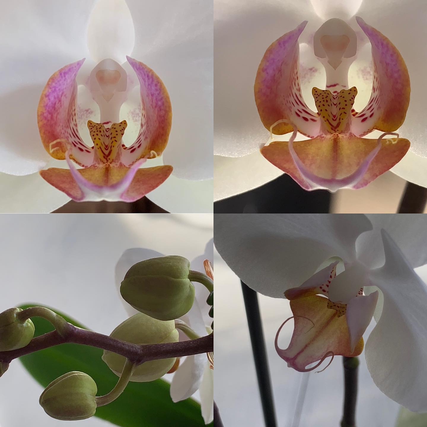 One of the Orchids is blooming ❤️