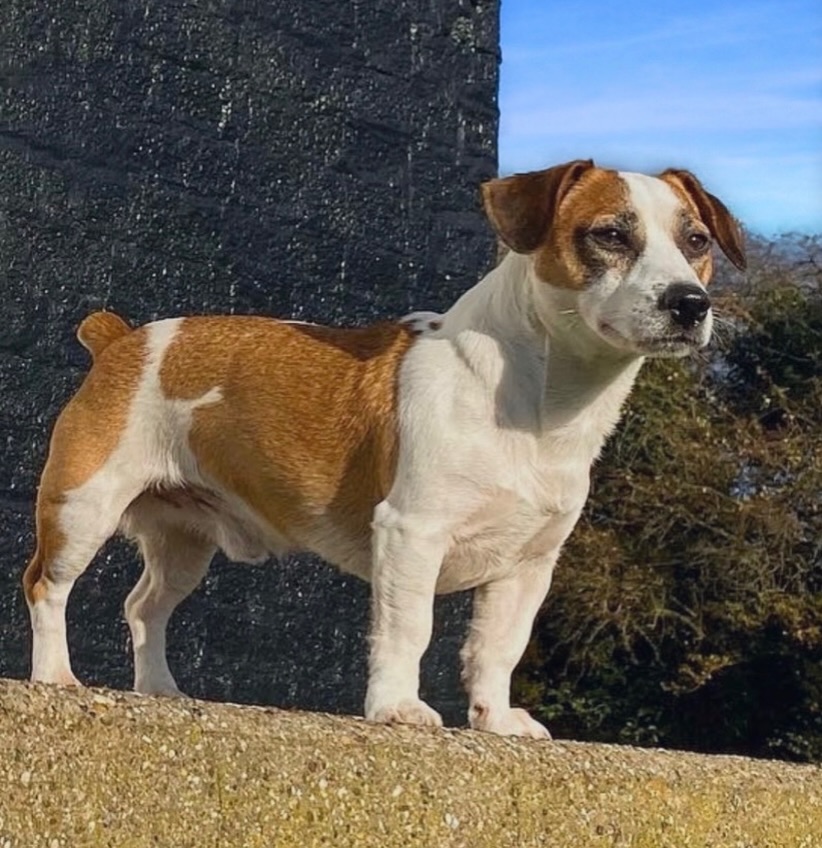Yesterday was our handsome Barry’s 11th birthday 🎈
Happy birthday to my heart dog ❤️
#birthdaydog #happybirthday #jackcambjrt #ilsleypioneerofjackcamb #jackrussellterrier