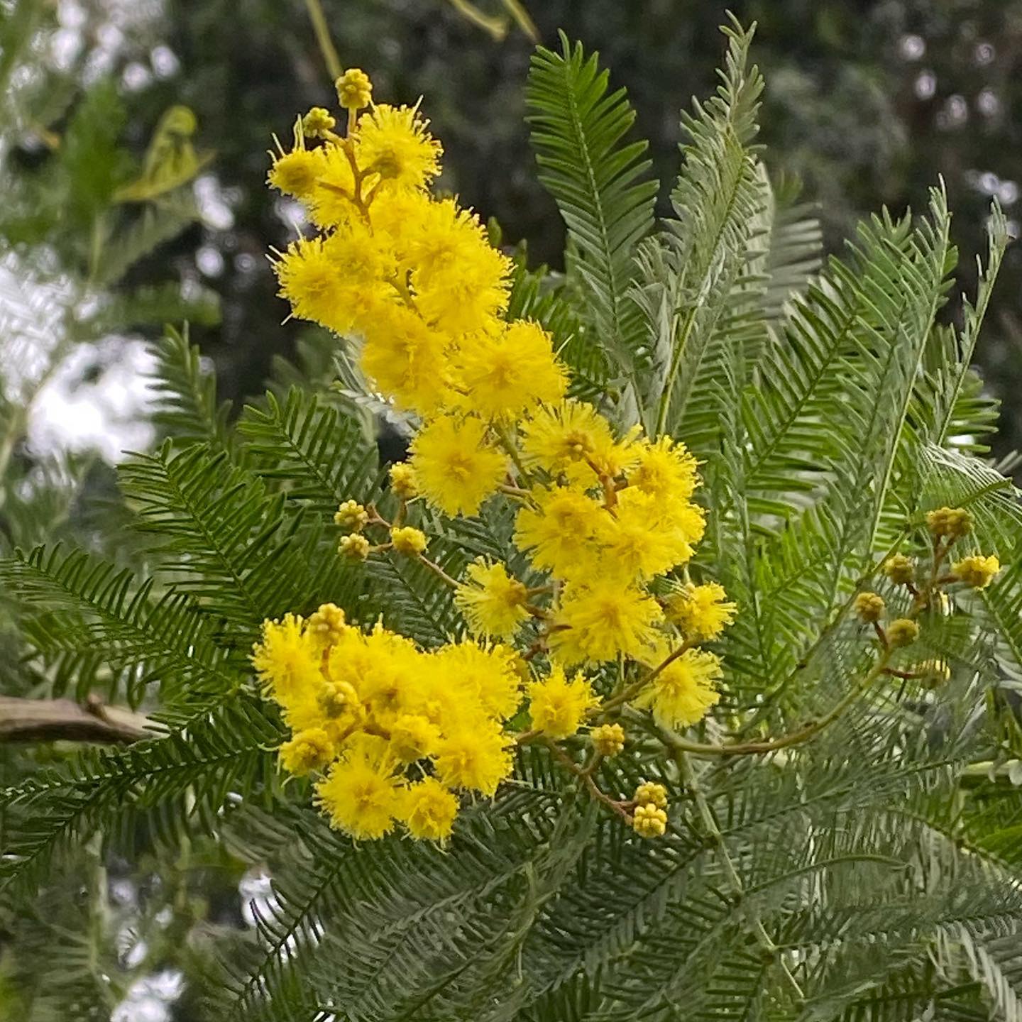 Happy New Year to all my lovely followers. May 2023 bring you health and happiness. 💚#mimosa #floweringtrees #isleofwight #happynewyear #2023
