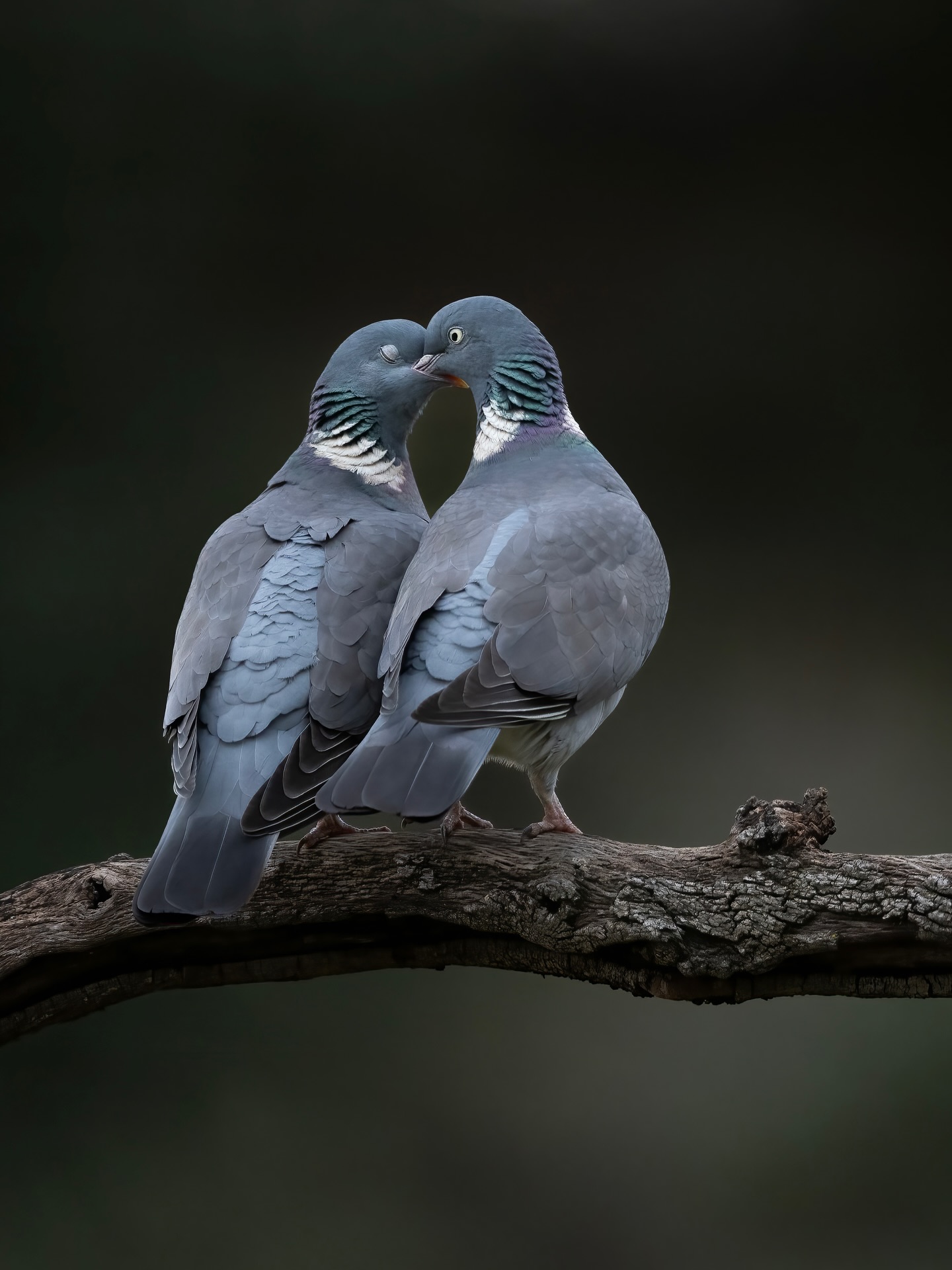 Leave it to me to get caught up watching Common Wood Pigeons instead of spotting Lynx. Did you know that the male Pigeons will feed the females out of their crops as a part of courtship?
.
.
.
.
.
#commonwoodpigeon #pigeon #pigeonsofinstagram #spain #wildlifephotography #wildlifephotographer #birding #birdphotography #birdsofeurope #earthcapture #wildlifeonearth #featured_wildlife #wildlifeaddicts #wildlifeofinstagram #nature #naturephotography #instawild #naturelovers #nikon #nikonphotography