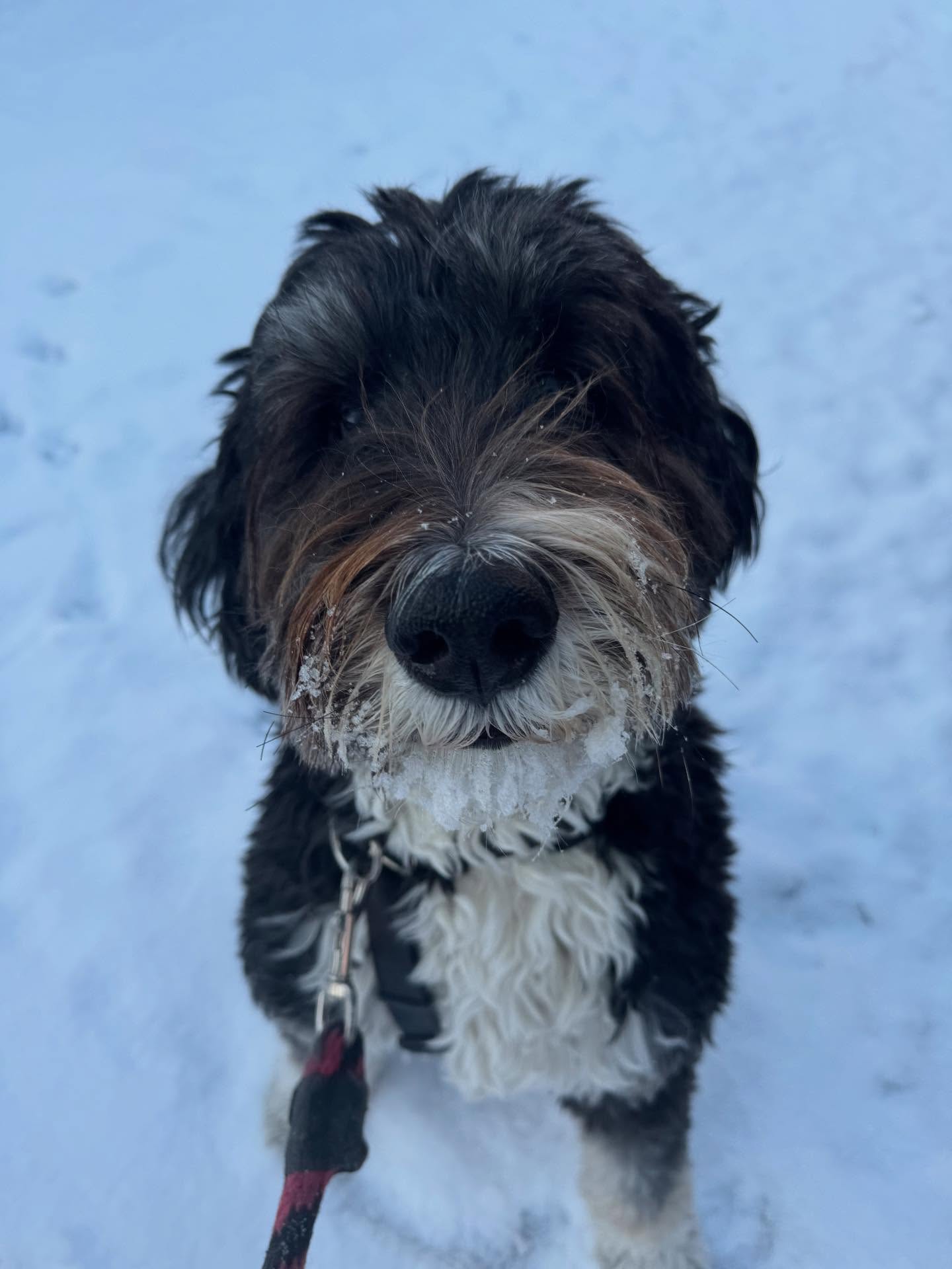 Ziti ❄️