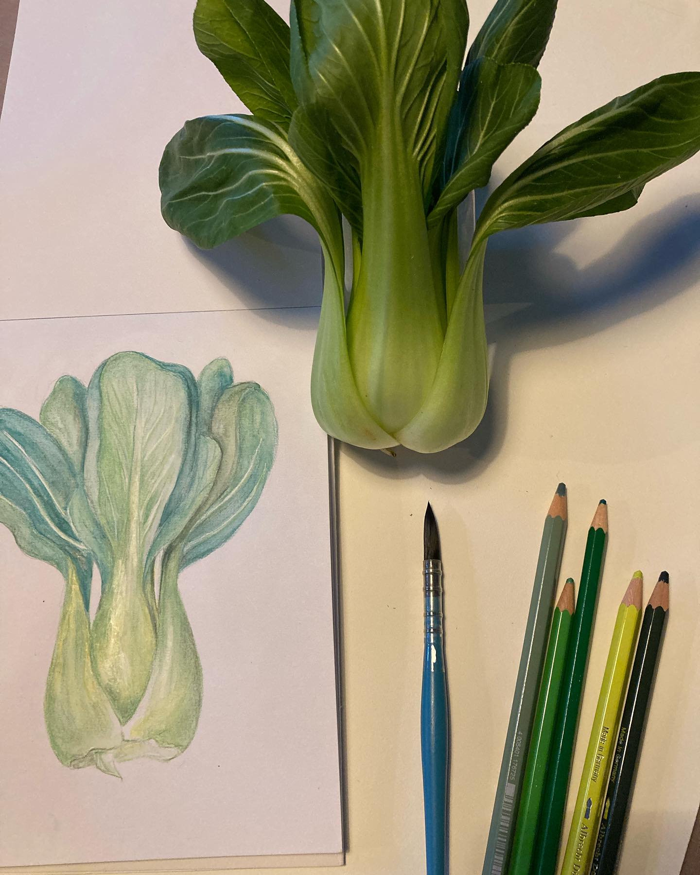 Le chou Pakchoï, selon la Diététique Chinoise!
Un dessin perso, ma recette préférée!
Le chou de Shanghai, appelé aussi plus communément « Pakchoï » a quasi les mêmes propriétés que son cousin, le chou chinois.
Il est de nature fraîche, de saveur douce et un peu piquante, de tropismes Poumon, Estomac, Gros Intestin, Vessie.
Ayant un tropisme sur les 3 Foyers et étant de nature rafraîchissante, il nourrit les liquides et coupe la soif.Étant de saveur légèrement piquante, il est intéressant pour chasser le Vent Chaleur au niveau du Poumon (pour traiter les toux et bronchites), clarifier la Chaleur au niveau de l’Estomac ( pour traiter le diabète), clarifier la Chaleur Humidité au niveau de la Vessie (pour traiter les infections urinaires).
Il est reconnu pour sa haute densité nutritionnelle, comme le chou kale, les mieux placés pour leur source très intéressante en calcium. Il est aussi très riche en bêta carotènes, vitamines À, B6, C, K et de nombreux autres nutriments et antioxydants qui favorisent la croissance osseuse et empêchent le vieillissement au niveau des yeux et de la peau.
On lui reconnaît de grandes qualités anti cancer, comme tous les choux, grâce à ses glucosilonates, avec une action plus particulière sur la sphère digestive, poumon et ovaires.
Ma recette préférée: même s’il est délicieux sauté au wok ou dans une soupe, je vous conseille cette recette surprenante de Choux Pakchoï rôtis au four (et très croustillants!)
#choux #chou #choupakchoï #pakchoi #chouxdeshanghai #bienfaits #alimentssanté #alicament #cruciferescancer #crucifères #dietetiquechinoise #mtc #shiatsutherapy #madreperlamtc