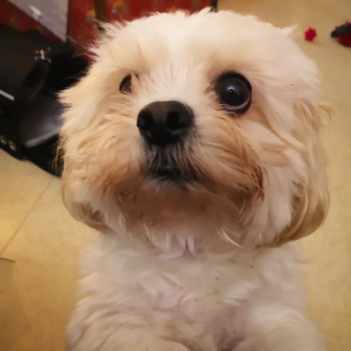 Max, bichon Havanais de 2 ans réactif chiens. Tout le monde lui fonce dessus et il en a ras le pompon !