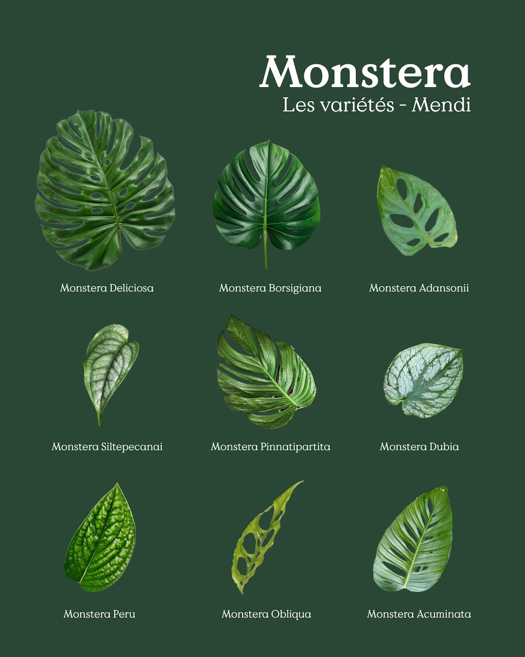 Voici les variĂ©tĂ©s des Monsteras đ
Laquelle est votre prĂ©fĂ©rĂ©e ?đ„č
đȘŽ Le jardin de tous
âïž 05 59 03 73 52
đ15 rue de Louillot, Anglet
monstera | variétés | variegata | plant | variety | leaf | feuilles