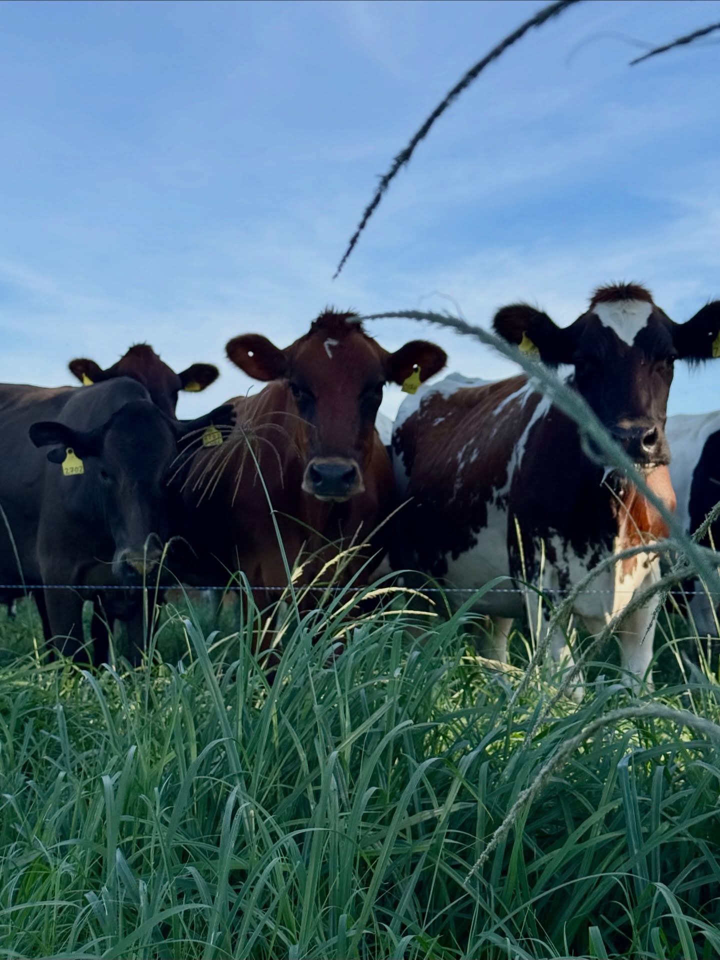 Selected Seeds + Sunray Fertiliser = Lush pastures = Happy, healthy, high-producing cows 🌱 🐄
Get your pasture seed and fertiliser from our branches now!
#pastures #grazing #fertiliser #zimbabwefarming #weareliveatock