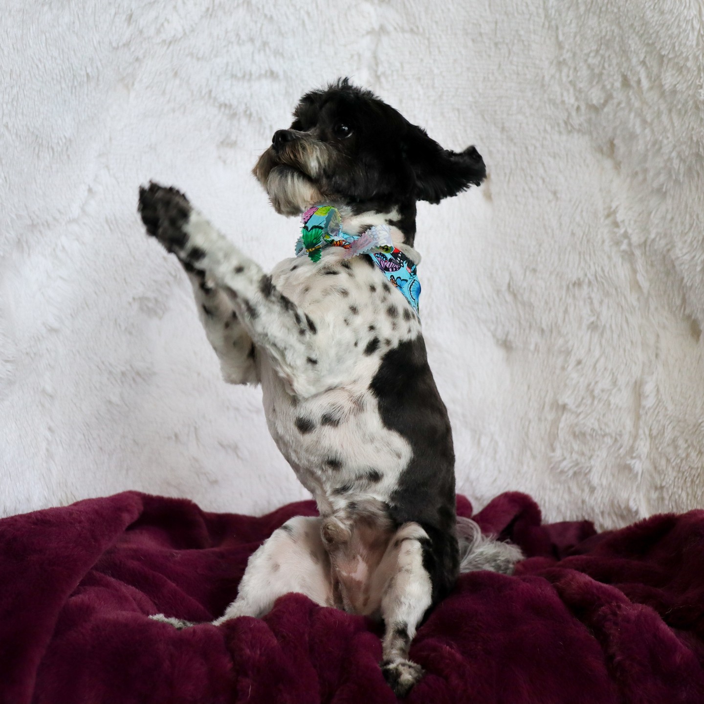 A round of applause goes to HDPS...! 👏