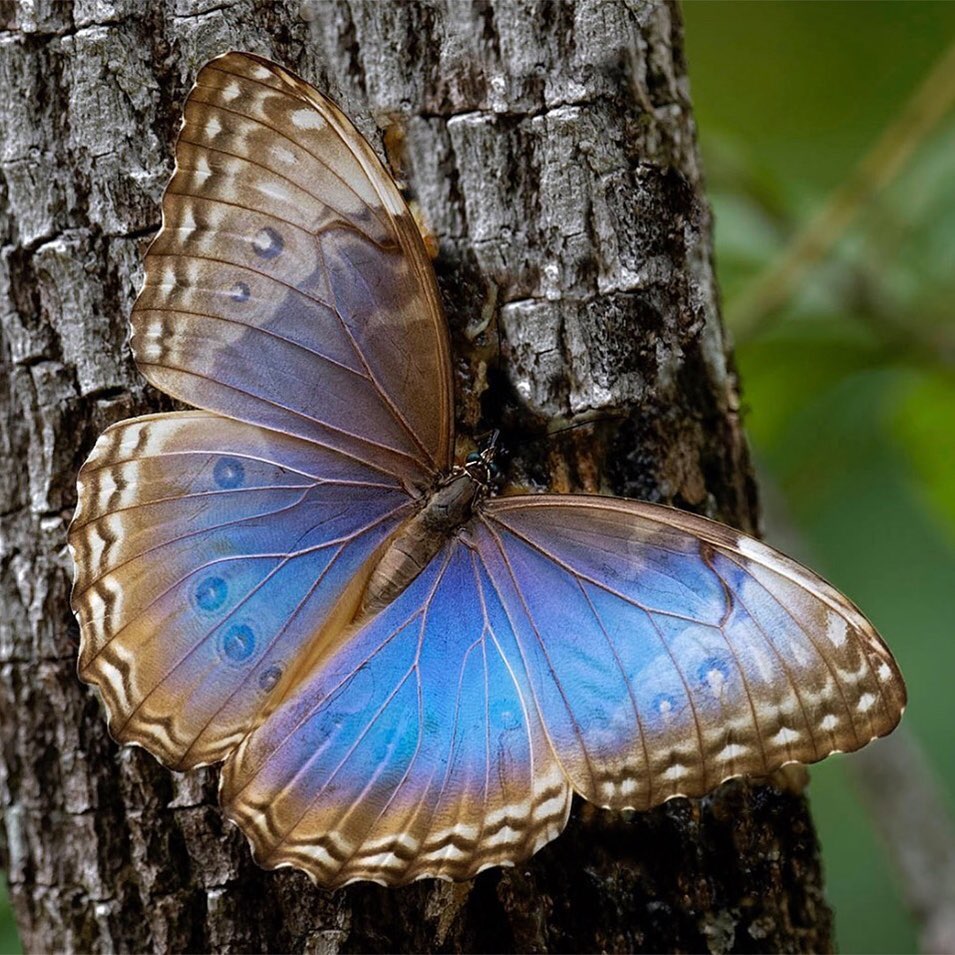 “A Blue Morpho butterfly is often considered a sign of life. In most cultures, the blue butterfly is a symbol of acceptance, honor, joy, happiness, and high energy. The blue butterfly can symbolize the passage of time, change, and the meaning of life. Part of their symbolism indicates that they bring good luck, so as always mother nature won’t satisfy everyone and give them a chance to observe them. Blue butterflies are considered carriers of desires. Identifying a blue butterfly means that a wish will come true.” www.magickalspot.com
One of the easiest ways to increase butterfly habitat is to help plant trees by switching your web browser to @Ecosia to plant trees for free while you search the web. Ecosia.org is the ‘search engine that plants trees’ by donating 80% of their advertising revenue to effective tree planting projects around the world with a focus on biodiversity hotspots.
Photo by @kennethrmyersd
Subscribe to @_trees_are_awesome for more inspiring nature content and to connect with easy ways to plant trees around the world.
#trilliontreescampaign #trilliontrees #reforestation #generationrestoration #butterflylovers #butterflies #butterfliesofinstagram #butterfliesoftheworld #butterflylove #butterflylover #morpho #bluemorpho #bluemorphobutterfly #wildnature #wildlife #wildlifehabitat #habitat #biodiversity #wildlifeplanet #wildlife_inspiration #wildanimals #naturephotography #mothernaturerocks #treeconnection #naturegrams #givebacktonature #nature_inspiration #naturebeauty_pix #naturemeditation #natureinspiredbeauty
Reply
Forward