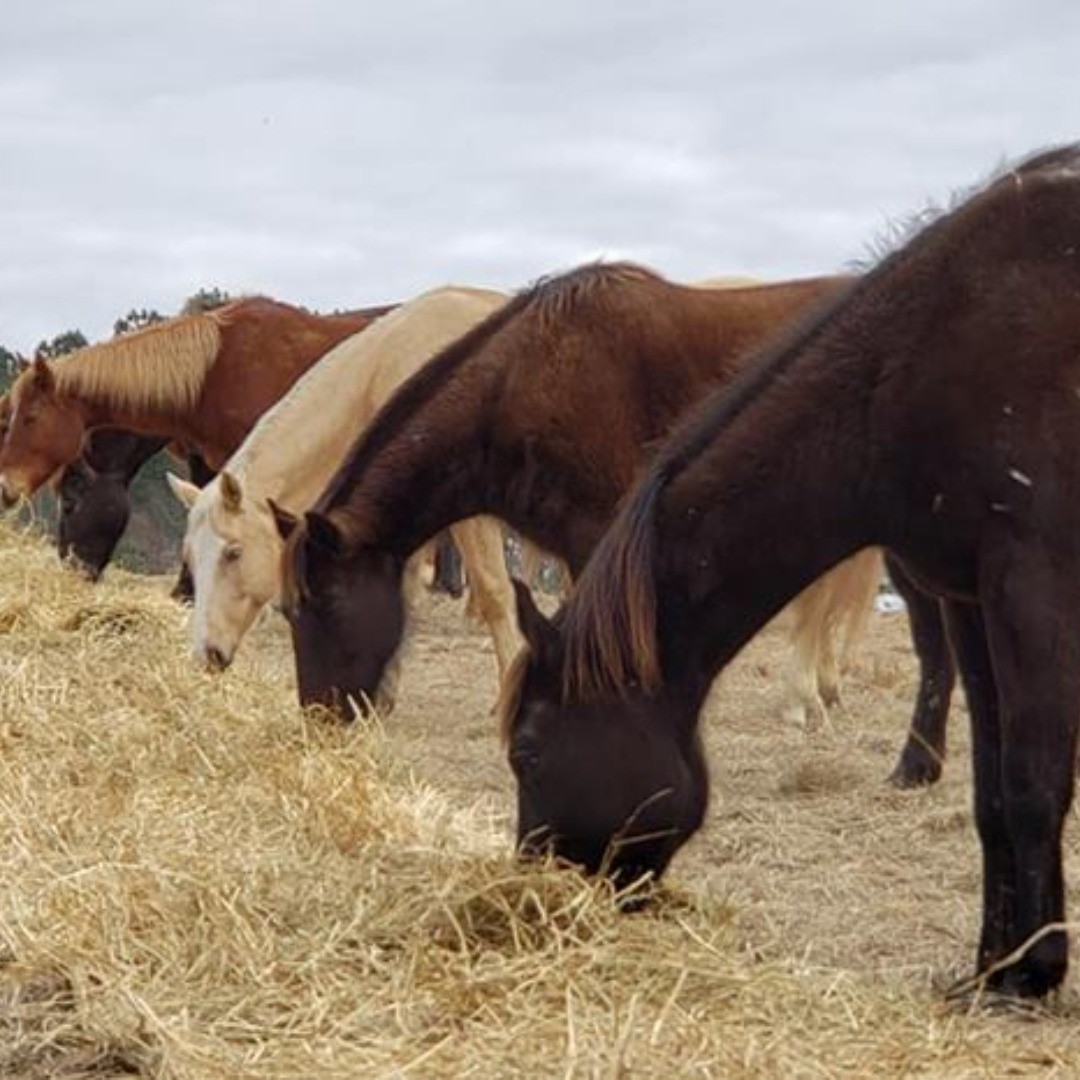 MMMmmmm. Storing up energy for these cold nights. #horseboarding #alabamaequine #horsetrails #horseriding #horsefeeding