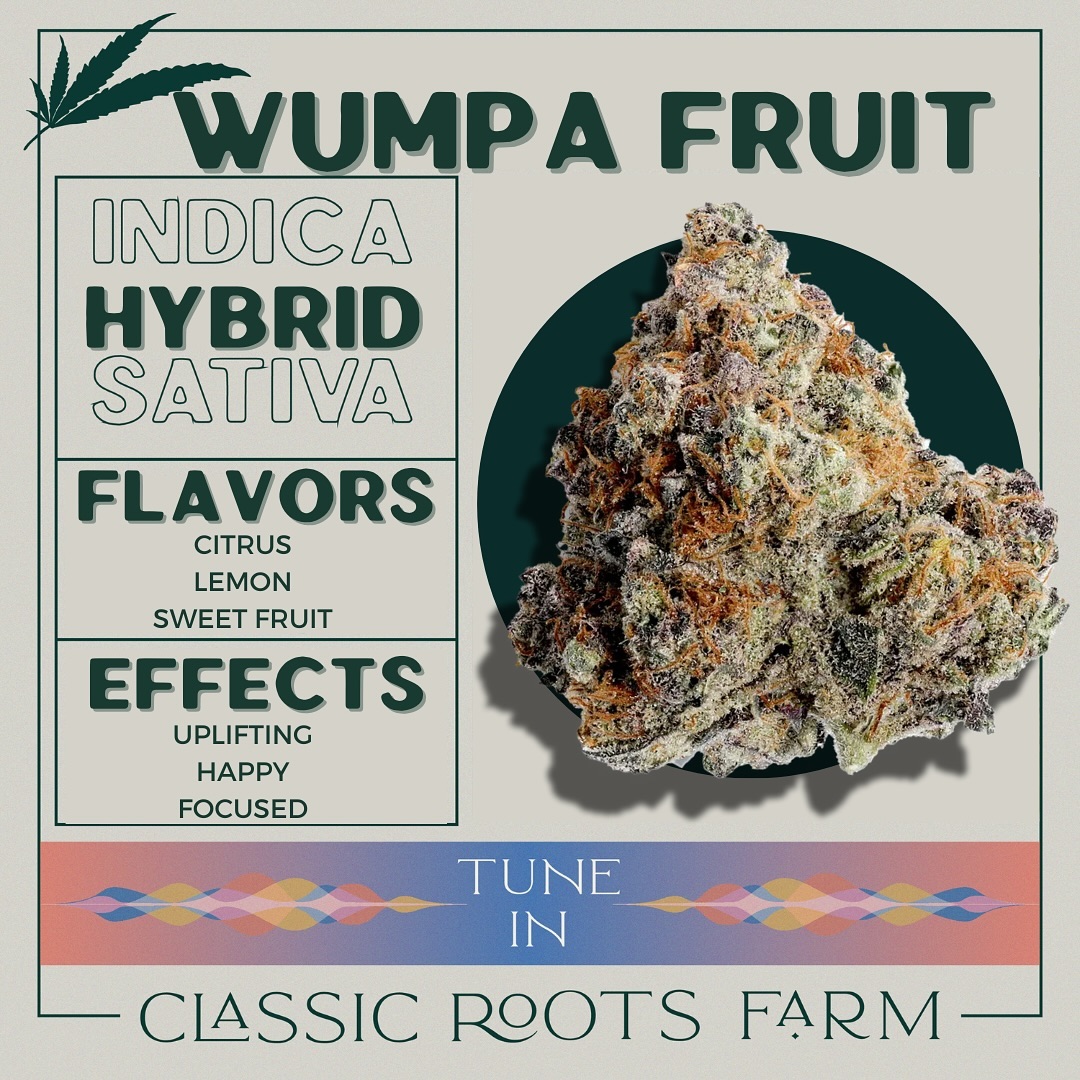 Get ready to embark on a tropical journey with Wumpa Fruit, a delightful hybrid born from the marriage of Watermelon Gelato and Papaya strains. Bred by the masterminds at Phantom Fire Genetics, this bud boasts a terpinolene-rich profile making it an ideal daytime companion. With flavors bursting with citrus, lemon, and sweet fruit, each toke sends you soaring into a realm of happiness and focus, like indulging in a juicy, sun-kissed treat straight from the orchard.