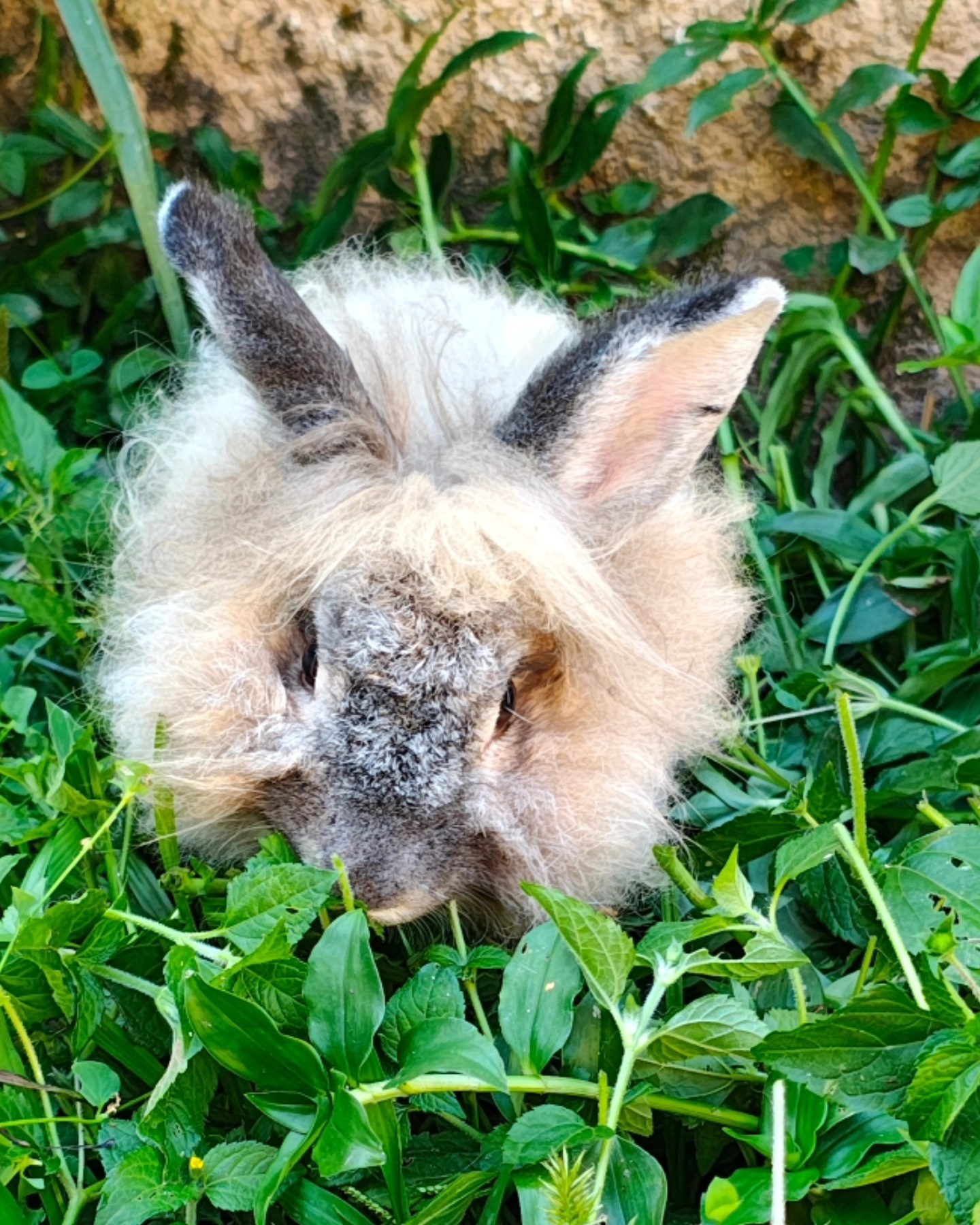 Coelho emo, conhece?
#lucy #emolucy