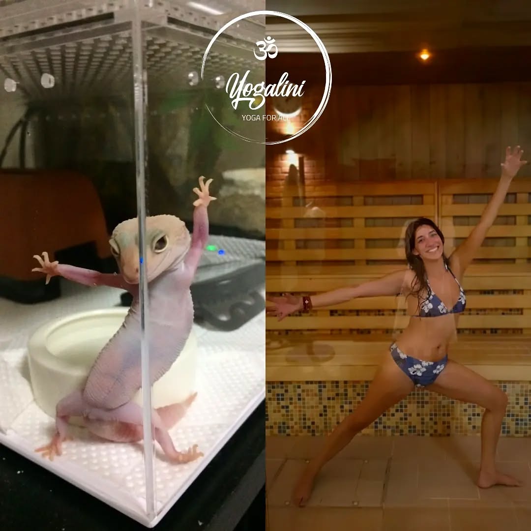 A dear friend told me how much they enjoy my #fridayfun posts, so naturally my 400th post had to be this (albeit a day late 😅)
I can't have the same sass as this amazing Leopard Gecko, but when the inspiration hits you in a sauna, you've just gotta strike a pose!
Fun fact about Leopard Geckos 🦎: their gender is determined by their incubation temperature!
90 degrees = male ♂️
80 degrees = female ♀️
87 degrees = either! 👫
Today's pose is Virabhadrasana II aka Warrior 2. This is great for:
🦎 Toning the legs
🦎 Stabilising the hips and increasing their flexibility
🦎 Stimulating the internal organs in the abdominal area
🦎 Opening the chest and shoulders
🦎 Increasing strength in the legs, hips, arms and shoulders
Hope you all have a fantastic weekend! ❤️
#yogaeverydamnday #yogalinii #whodiditbetter #animalyoga #geckolove #saunatime
#warriorprincess #virabhadrasana2 #fitnessgirl