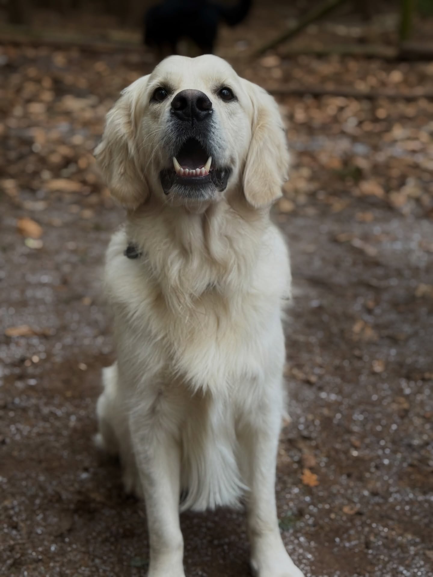 How could our Monday be blue when we share it with the most gorgeous pups🥹💙 #DDC #DAYCARE #WOODLAND #WALKS #SURREY
