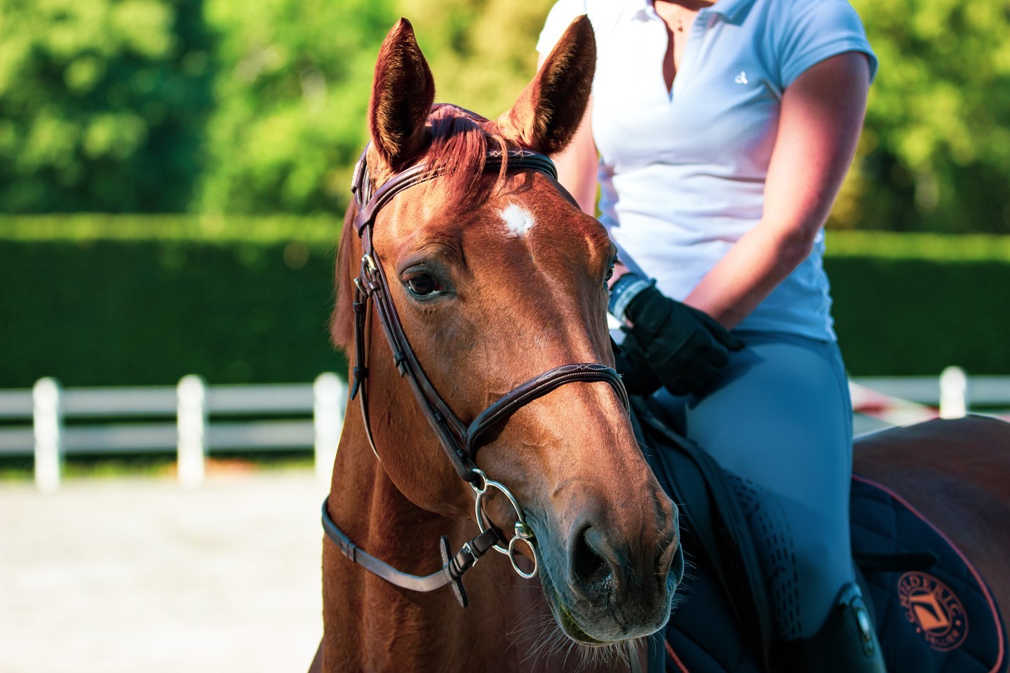 What fun things do you do with your horse?
Comment down below⬇️
Here are 5️⃣Fun ideas/ things to do with your horse:
"1. Take your horse for a walk and explore the neighborhood.
2. Find your horses ‘Favorite Scratching Spot’. A lot of horses love to be scratched in a certain spot. Find that special spot.
3. Have a picnic with your horse. Go and join your horse in their pasture. Take some food for you and some favorite treats for your horse.
4. Try training your horse without any restraints, at liberty. Your training will need to be fun and engaging to encourage your horse to stay with you.
5. Braid your horse’s mane. Be creative. Be gentle. Most horses like to have their mane stroked or gently brushed".
Thankyou @horsetricks101 for such great ideas
➡️To find out how you can buy or sell your used or new saddles, head to the link in our bio
#funtips #horsetricks #Saddletrader #saddletraderuk #Saddle #Saddleforsale #stocksadle #horseridinguk #horsesofinstagram #Tackforsale #saddleshop #saddlery #myhorseisthebest #devoucouxsaddle #adjustablesaddle #equinehour #equine #britishshowjumping #britishdressage#adayinthelifeofasaddlefitter #equestrianlife #horsesofinstagram #horses #stirrups #saddlefacts #saddler #equestrians #horseylife #horsesofinsta #horselifestyle