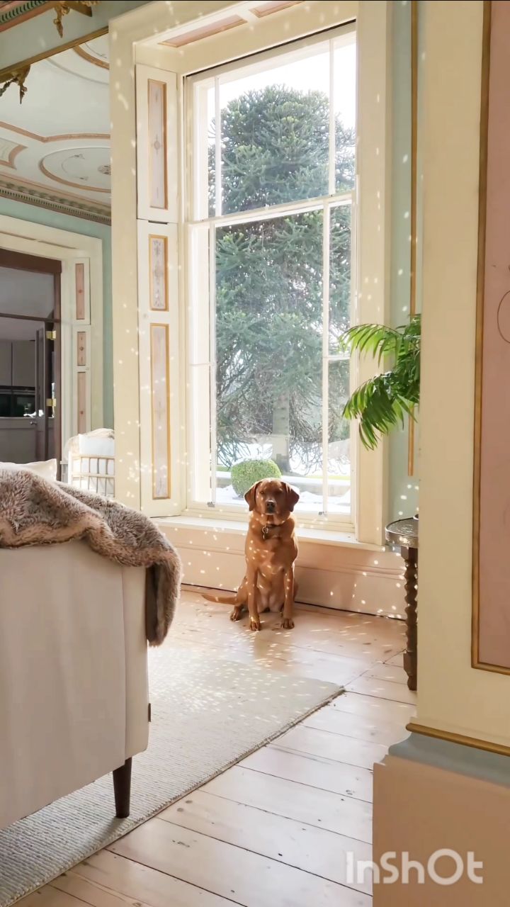 It's Ren's snowy world guys; we just live in it 🩵
I'm hoping for more snow next week! I'd take snow over grey drizzle any day, you?
#locationscouting #historichome #foxred #shootlocation foxredlabrador