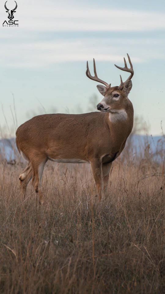 Two bucks with one objective. Watching the whitetail deer rut is something I've always cherished.
Being able to video and photograph wildlife over the last 5 years has brought back my creativity and love for nature I always had as a young kid. The addiction is real, and the peace and joy, highs and lows, are always worth it.
Thank y'all for following my journey! I enjoy sharing my experiences, stories and adventures. So much in store for 2026. Can't wait!
.
.
#wildlifephotography #whitetail #deer #rut