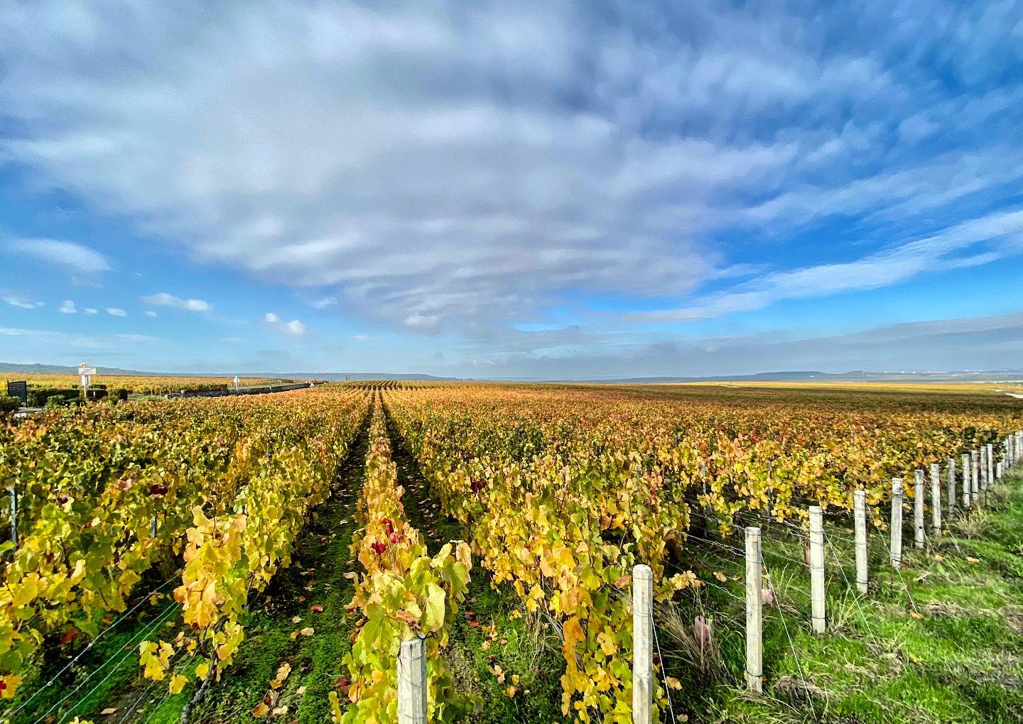 L’automne en Champagne... un océan de nuances 😍 Beau dimanche à tous 😘
#maillychampagne #champagne #grandcru #vignoble #vine #color #photography #automne #bluesky #montagnedereims