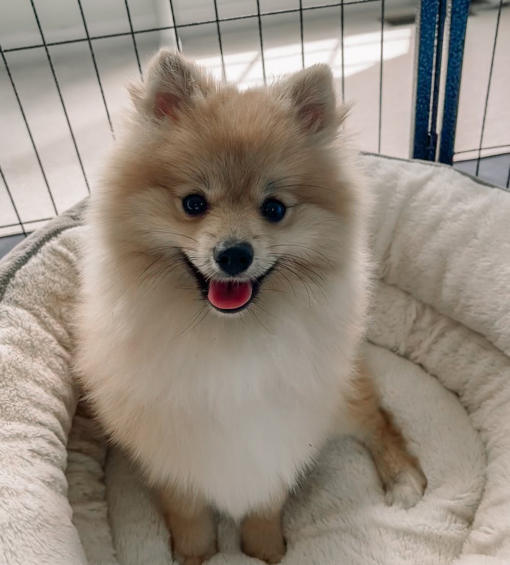 This little man is literally the sweetest pom in the world! He did an amazing “sit pretty” before we started formal training. At our first session we taught him to “sit regular” by capturing a moment that he typically sits (in his bed), clicking, treating and integrating a verbal “sit” cue.
I came a week later for his next session and he’d perfected his sit and could do it all over the place when asked. 🙌🏻