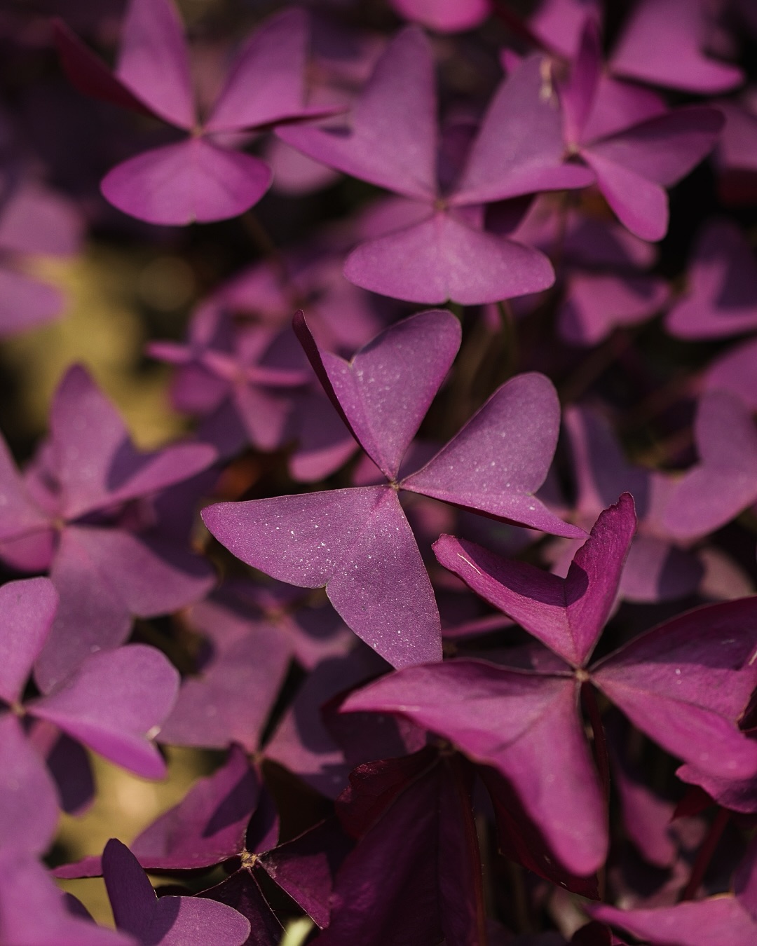 ☘️ OXALIS TRIANGULARIS ☘️
Les Oxalis sont officiellement de retour en stock 😍
Ils arrivent avec un peu d’avance cette année & on ne va pas s’en plaindre : c’est la plante idéale pour ajouter une touche de couleur à votre espace de vie 🫶🏼
Pourquoi adopter un Oxalis ? 💜
🌱 son feuillage en forme de papillon apporte instantanément de la couleur et de la légèreté à votre collection de plantes
🌱 il s’anime au fil de la journée en ouvrant ses feuilles à la lumière et en les refermant le soir venu
🌱 facile d’entretien, il pousse à partir de petits bulbes & se repose en hiver pour mieux repartir au printemps
Les Oxalis sont disponibles en magasin & sur la boutique en ligne ✌🏼
📍 Jēra, 51 avenue Jean Jaurès, Domont
👉🏼 www.jeraplantshop.com
#jeraplantshop #boutiquedeplantes #plantslovers #oxalis #oxalistriangularis