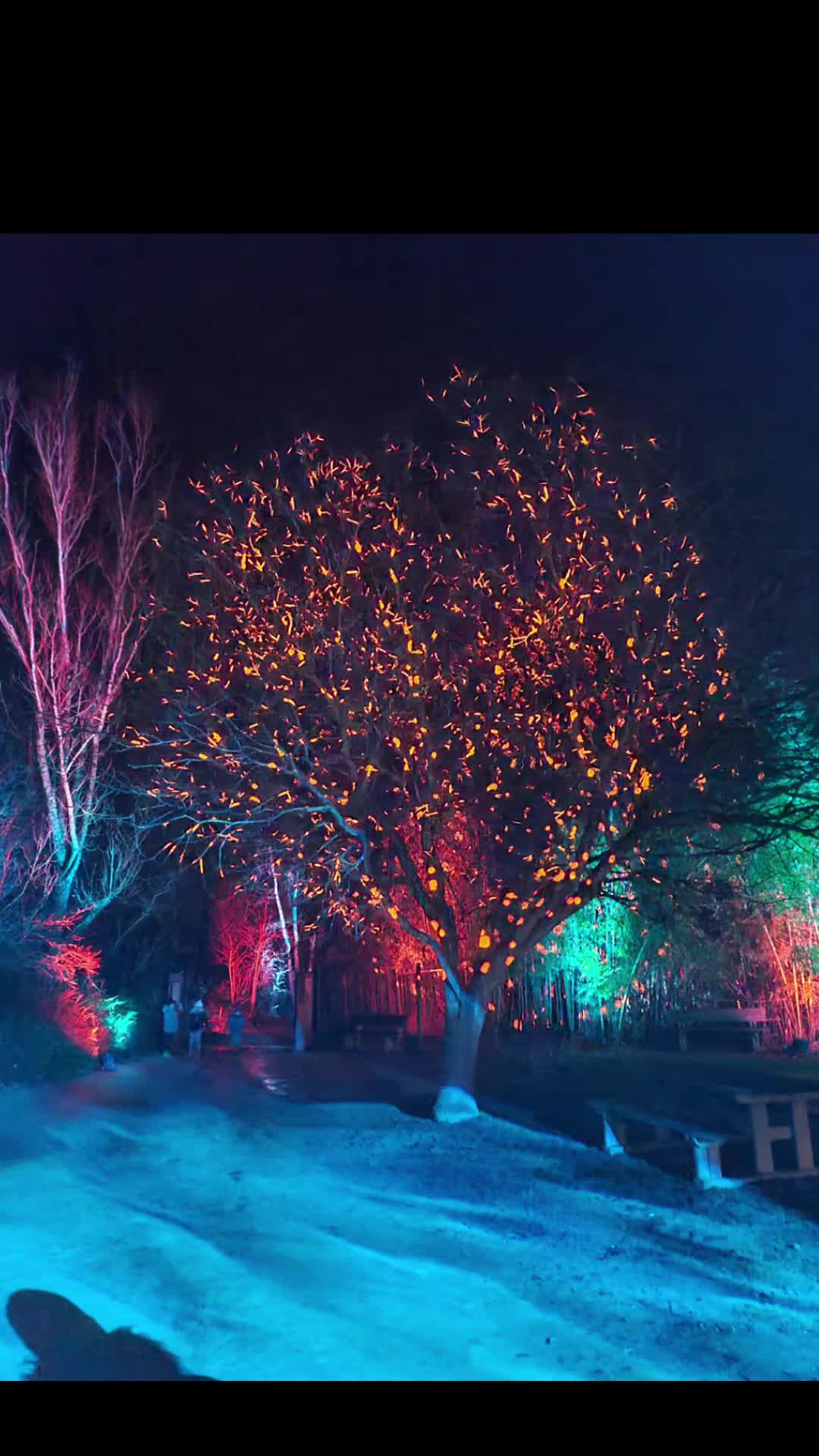 Ce week end nous sommes allés voir les illuminations au parc des oiseaux
💜 Entre mélodie et lumiére sur le thème de l'Amour, c'était sublime 💗
Merci #parcdesoiseauxvillarslesdombes
#enfant #amis #love #amour