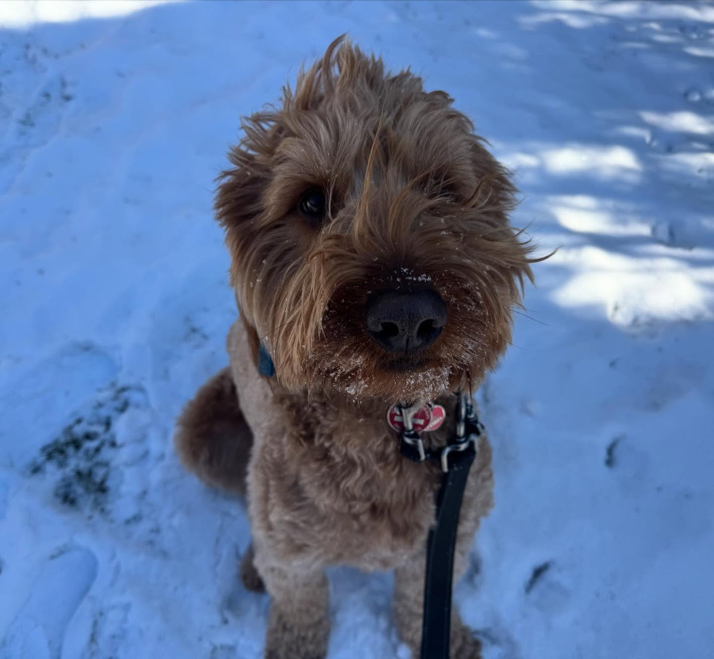 @ete_leprincesoleil loves the snow!
