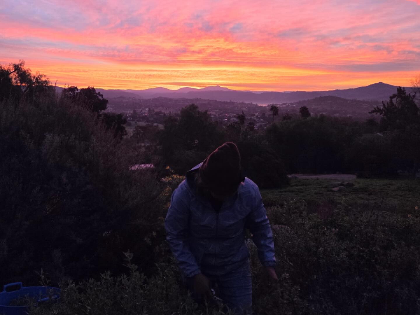 Carefully collecting cuttings and seed—
preserving California native genetics, one sunrise at a time 🌄🌿
—Moosa Creek Nursery