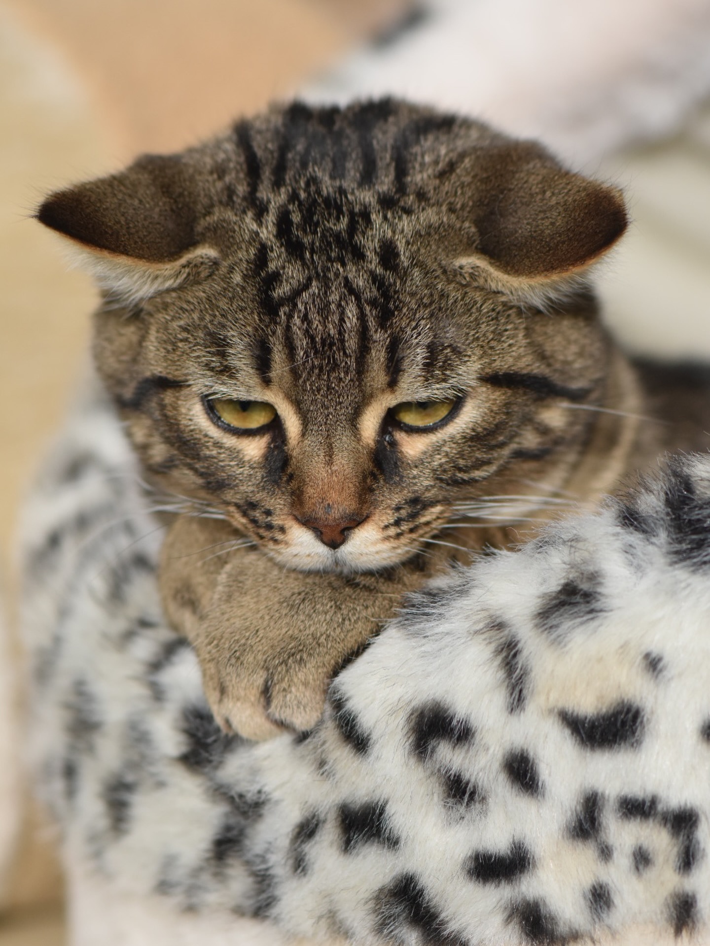 Déjà plus d’un mois que Gripoils est au cabinet.
Je suis heureuse de le savoir auprès de moi, en plein dans son rôle et sa mission de vie ✨
#chat#cat#adoptdontshop❤️#connexionanimale #communicationanimale#comanimale#communicationintuitive