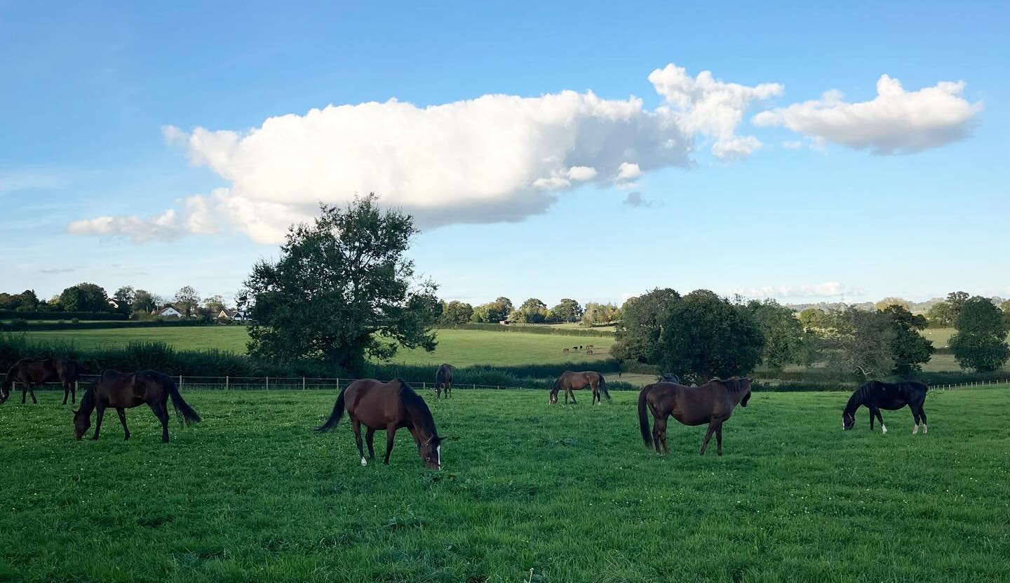 🤰🏻Mums and tums🤰🏻A field of dreams #britishbreeding #nationalhuntracing #dahlbury #bloodstock #broodmaresofinstagram #redmillshorsefeeds #thomassymondsracing #gundoggin