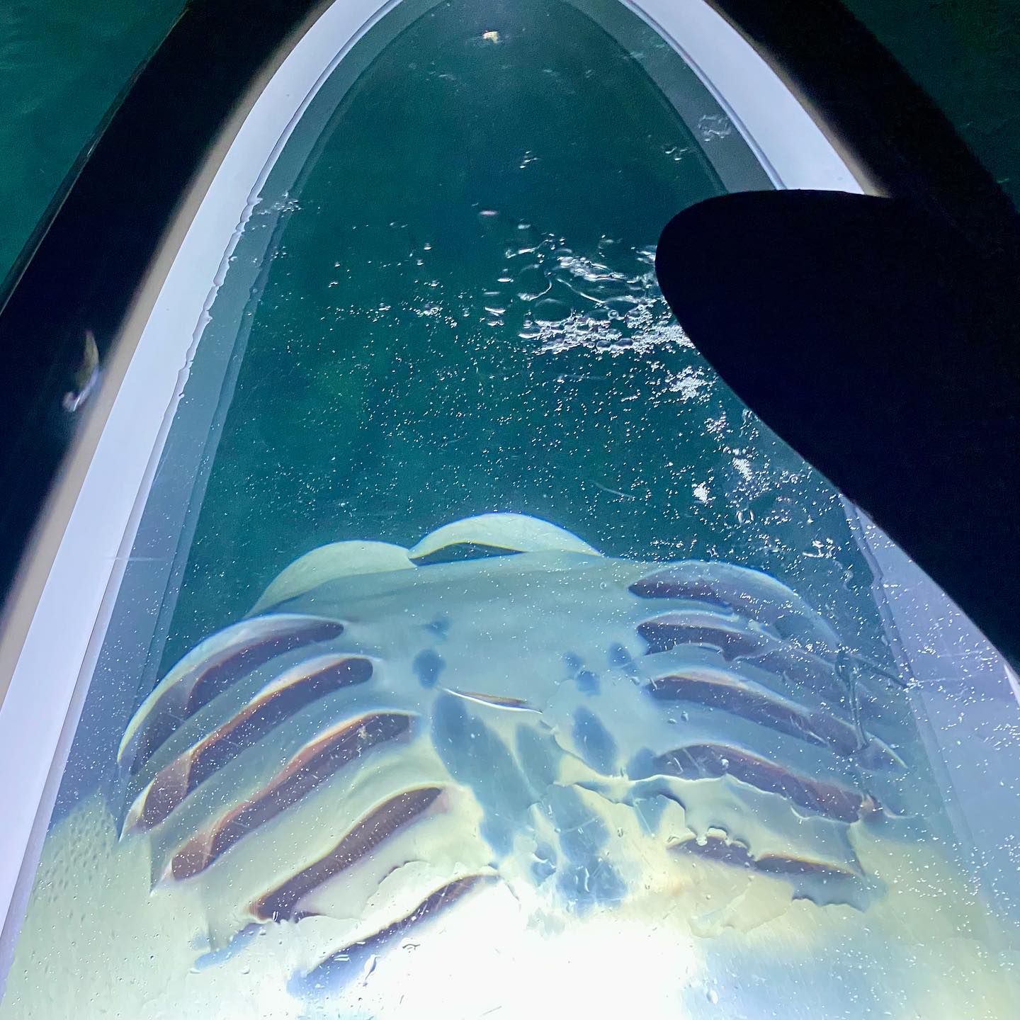 Illuminating marine life views
Stand Up Paddle stoke
Puako Bay on The Big Island of Hawaii 🙌🏽💙🤙🏽