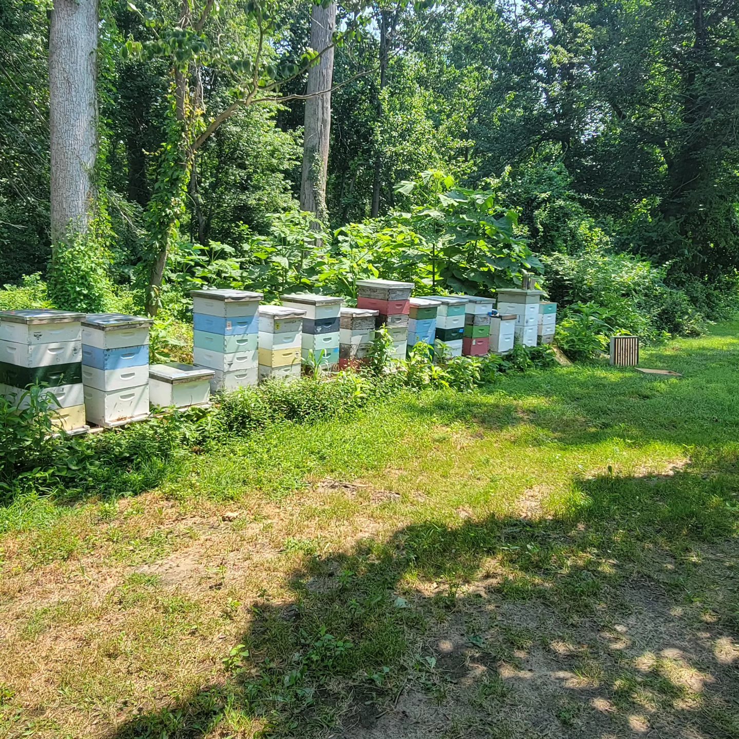 2025 honey harvest has begun!!! 🍯 🍯 🐝