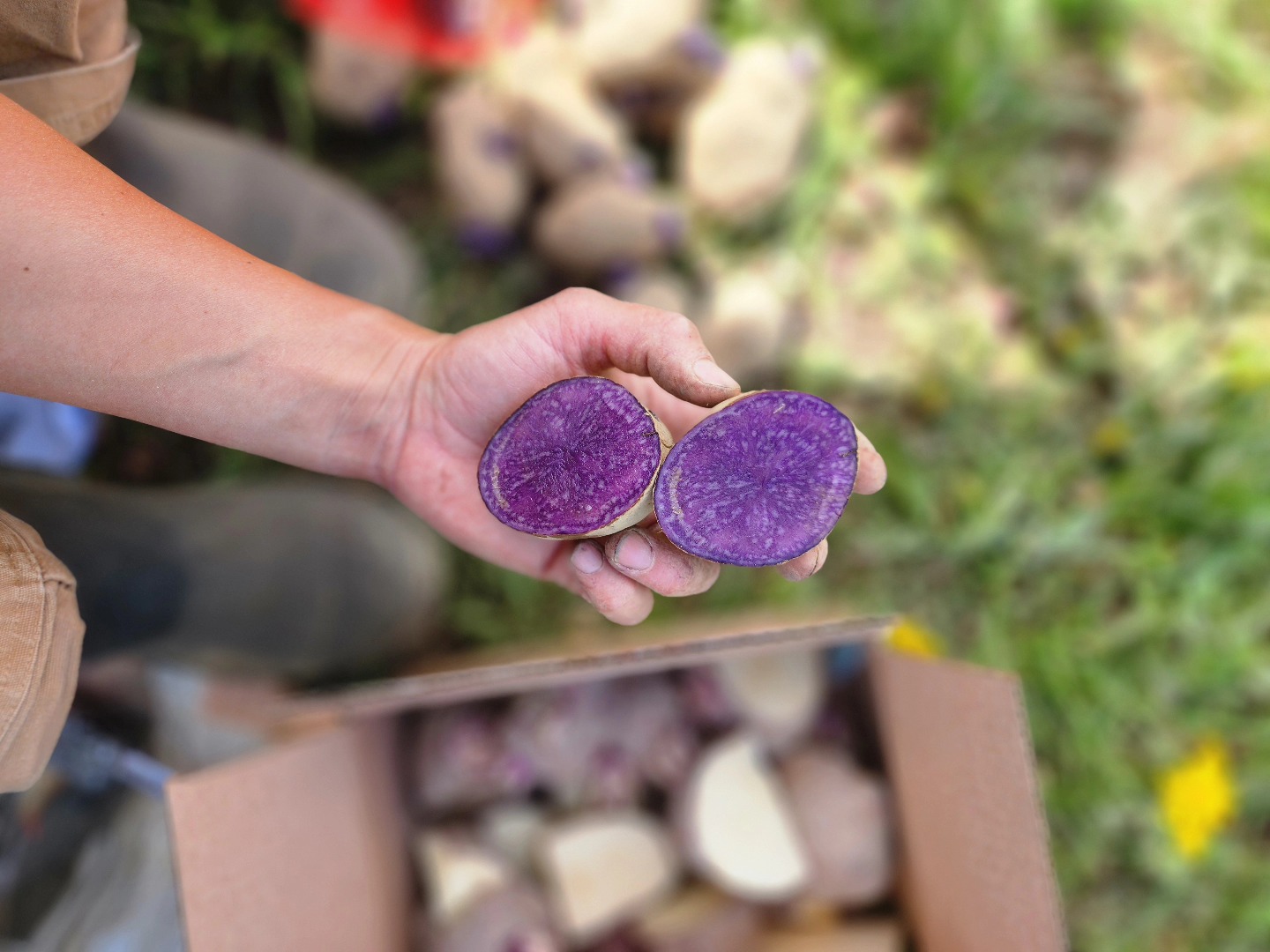 Adirondack Blue potatoes are on the roster this year! 𤩠We bought enough seed potatoes (both new and storage varieties) to fill an entire 4' x 50' bed. It feels a little crazy, but I'm here for it!