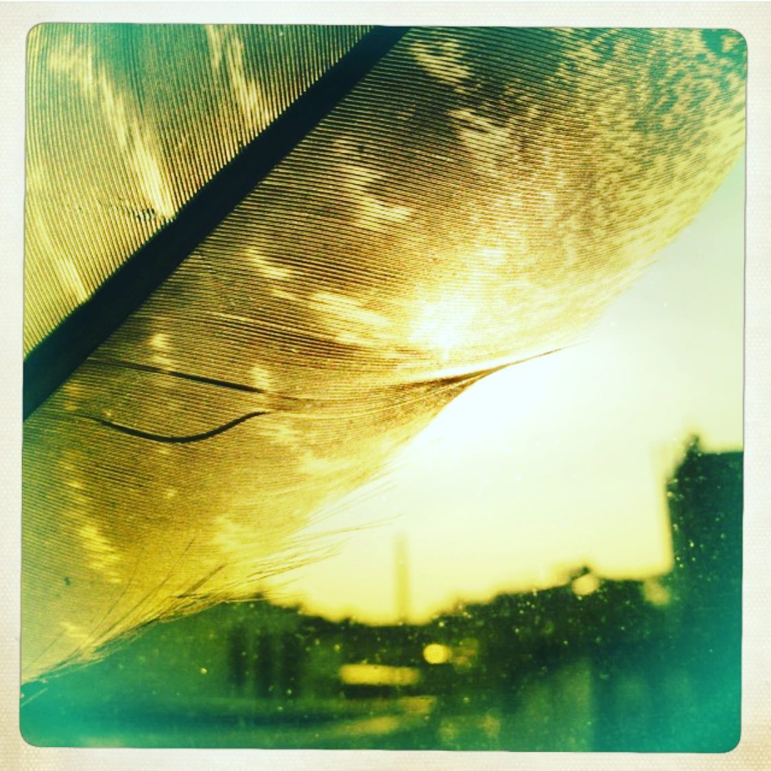 ✨There is magic in the details✨never stop looking for it✨#happyweekend #rockandstone #feather #delicatestrength #brooklynwindows #tbt