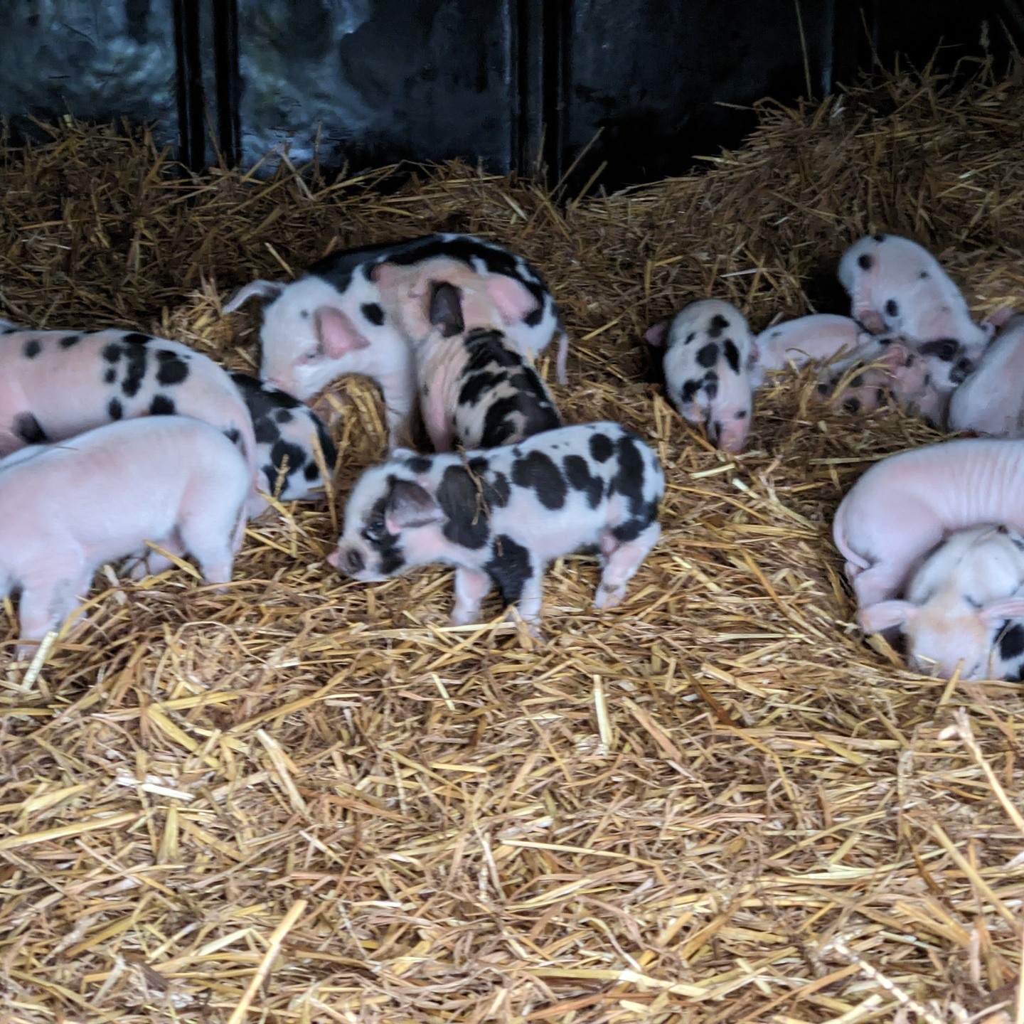 Lots of new baby piglets this week as 4 of our sows give birth at the same time!!!😍🐷