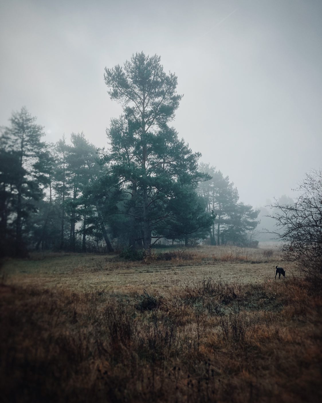 🖤
.
.
.
.
#novembermood
#landscape