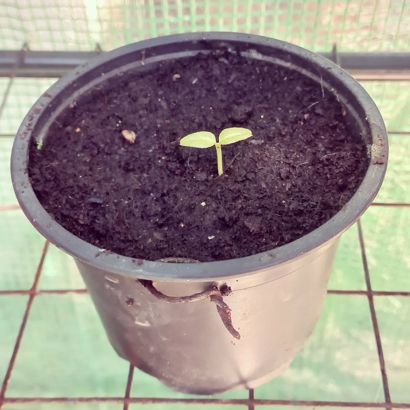 Beginning of new life - one day it will be one of our trees which gives us juicy mandarines and shade to rest. 🌱🌳🍊
.
.
.
#kanalusurfhouse #nature #tree #plants #seeds #mandarin #gardenlove #healthylifestyle #goodfood #mindfulness #beautiful #igers #behappy #mothernature