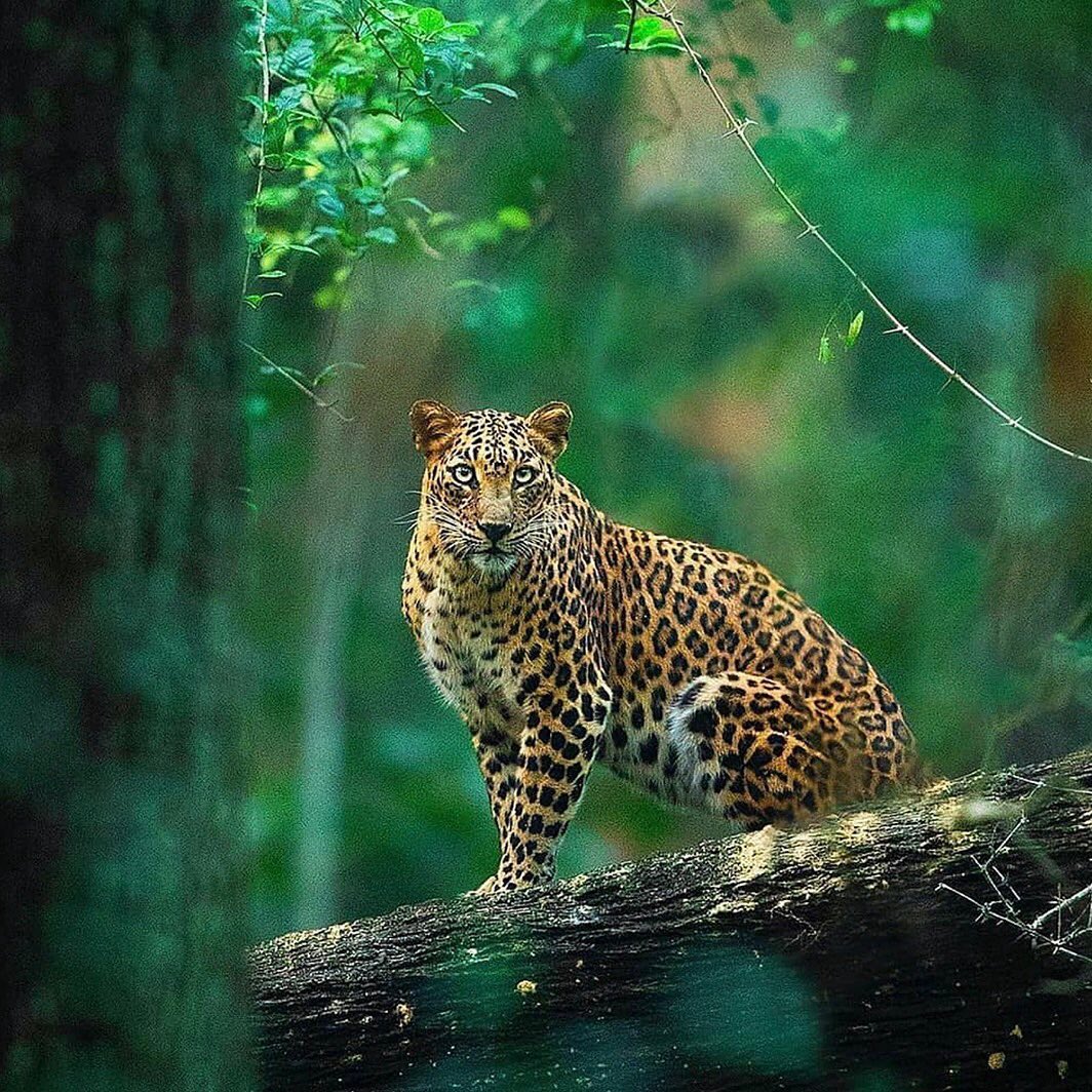 Stunning Leopard Overlooking the Forest
The more trees we plant the more habitat for leopards to thrive. Please consider switching your web browser to @Ecosia to plant trees for free while you search the web. Ecosia.org is the ‘search engine that plants trees’ by donating 80% of their advertising revenue to effective tree planting projects around the world with a focus on biodiversity hotspots.
Photo by @yashasnarayan
Subscribe to @trilliontreescampaign for more inspiring nature content and to connect with easy ways to plant trees around the world.
#trilliontreescampaign #trilliontrees #reforestation #leopards #generationrestoration #wildnature #naturebeauty #naturetherapy #incrediblenature #beauty_of_nature #wow_planet #naturegrams #givebacktonature #nature_inspiration #naturebeauty_pix #naturemeditation #natureinspiredbeauty #naturelifeearth #naturelifeearth #mothernaturerocks #naturephotography #wildanimalphotography #jawdroppingshots #wildlifehabitat #biodiversity #wildlife_inspiration #best_wild_planet #bigcatsforever
#leopardspfinstagram #leopard