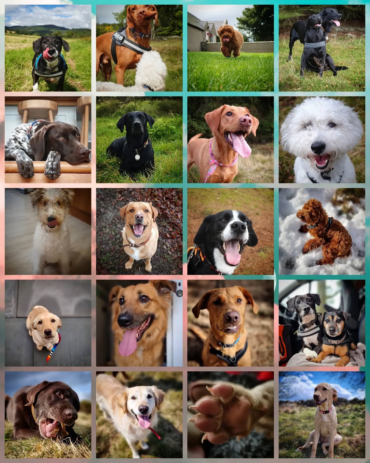 Scottie Dog Walks turns 6 today! 🥳
Thanks to all our clients past and present for allowing us to have the best time possible doing the job we love. ❤🐶
#dogwalker #dogsitting #petsitter #dogwalking #dogsofinstagram #instadogs #dogsofinsta #dogstagram #dogs #instagramdogs #dogsofinstaworld #dogphotography #scotland #aberdeenshire #aberdeen #dogsonadventures #dogs_of_instagram #dogloversofinstagram #doglovers #lovedogs #dogsdaily #dogscorner #dogslife #adventurewithdogs #pawsome #instadog #outdoors #love #work #job