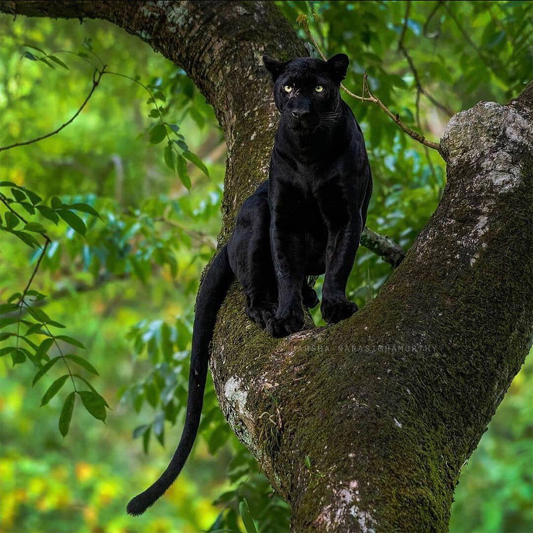 Gorgeous Black Panther Up In a Tree
Restoring wildlife habitat with the anchor of tree planting is one of the most impactful and multi-benefit actions to take to help fortify and expand panther populations. Please consider switching your web browser to @Ecosia to plant trees for free while you search the web. Ecosia.org is the ‘search engine that plants trees’ by donating 80% of their advertising revenue to effective tree planting projects around the world with a focus on biodiversity hotspots.
Photo by @harsha_narasimhamurthy
Subscribe to @trilliontreescampaign for more inspiring nature content and to connect with easy ways to plant trees around the world.
#trilliontreescampaign #trilliontrees #reforestation #generationrestoration #wildnature #wildanimalphotography #bigcatsforever #panthersofinstagram #panther #blackpanthers #wildlife #wildlifehabitat #habitat #biodiversity #wildlifeplanet #wildlife_inspiration #wildanimals #naturephotography #mothernaturerocks #treeconnection #naturegrams #givebacktonature #nature_inspiration #naturebeauty_pix #naturemeditation #natureinspiredbeauty #naturephotography #wildanimalphotography #jawdroppingshots #best_wild_planet
