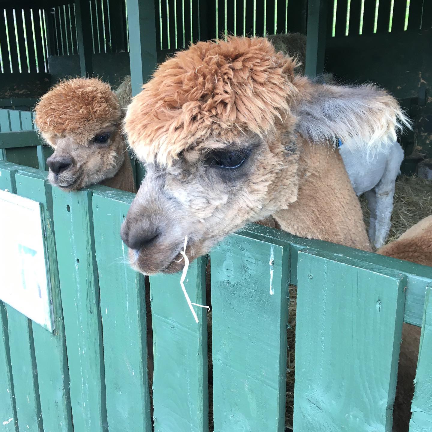 Fluffy alpacas at Gorgie Farm!
#Edinburgh
#alpacasofinstagram
#gorgiecityfarm