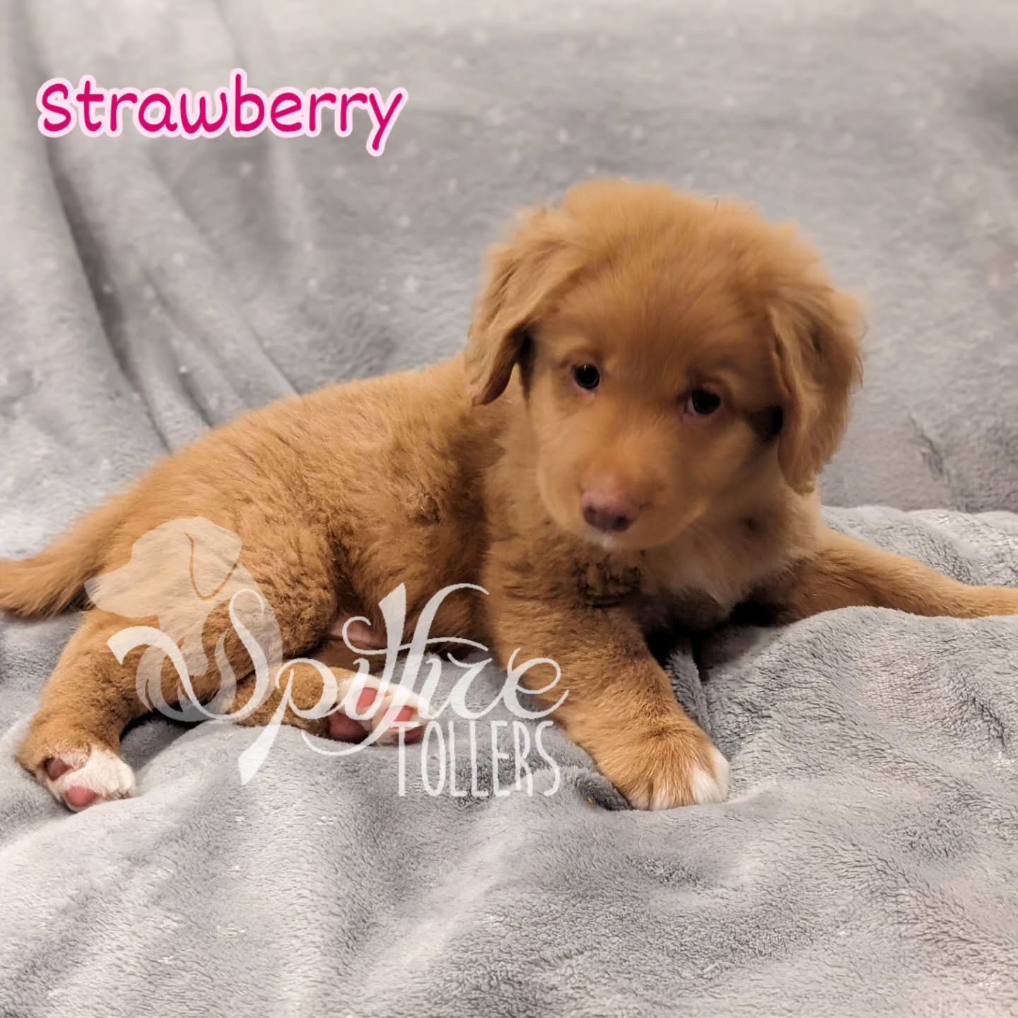 Week 7! They are true spitfires now, maximizing mischief whenever possible. Absolute sweethearts, too. ❤️