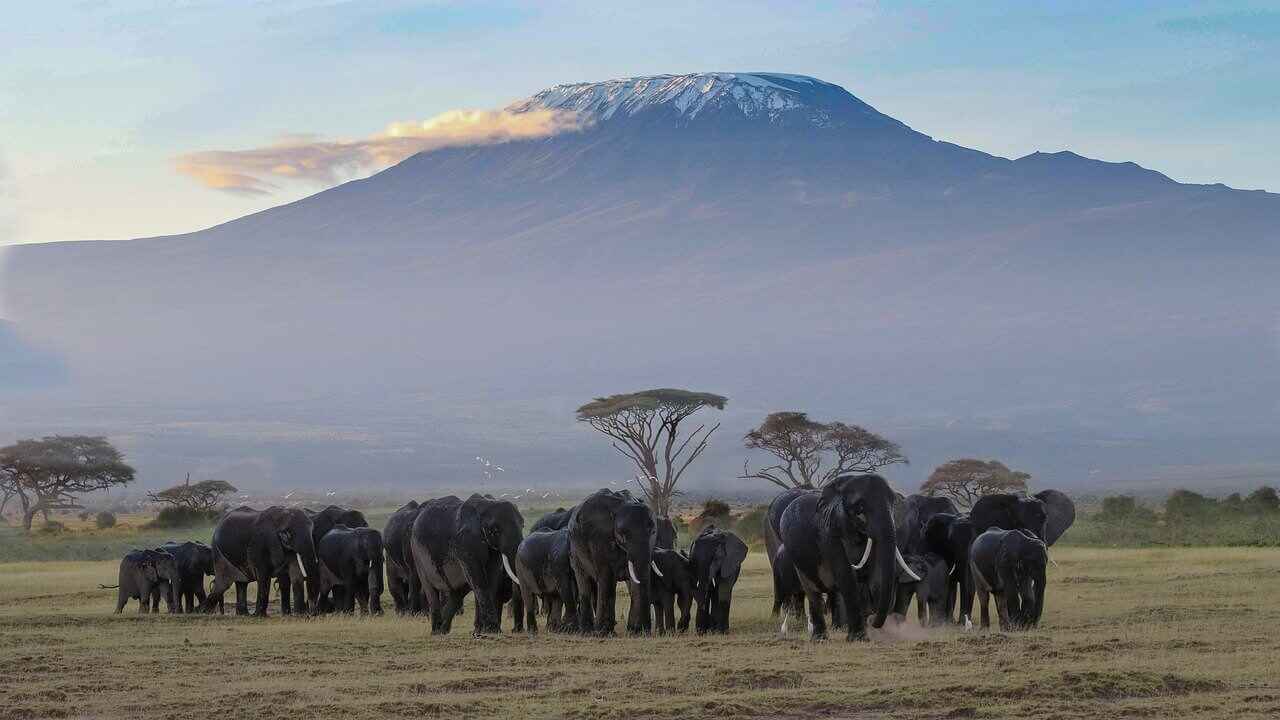 ☀️ Experience African splendor like never before! Amboseli National Park offers breathtaking views of Mount Kilimanjaro and the chance to witness majestic elephant herds in their natural habitat. 🌿🐘 Explore our Ultimate Guide to learn about the best seasons, top wildlife viewing tips, and luxurious lodgings awaiting you in this Kenyan gem. Start planning your unforgettable safari adventure today! 🌍✨
#AmboseliNationalPark #KenyaSafari #TravelDreams #NaturePhotography #AdventureAwaits