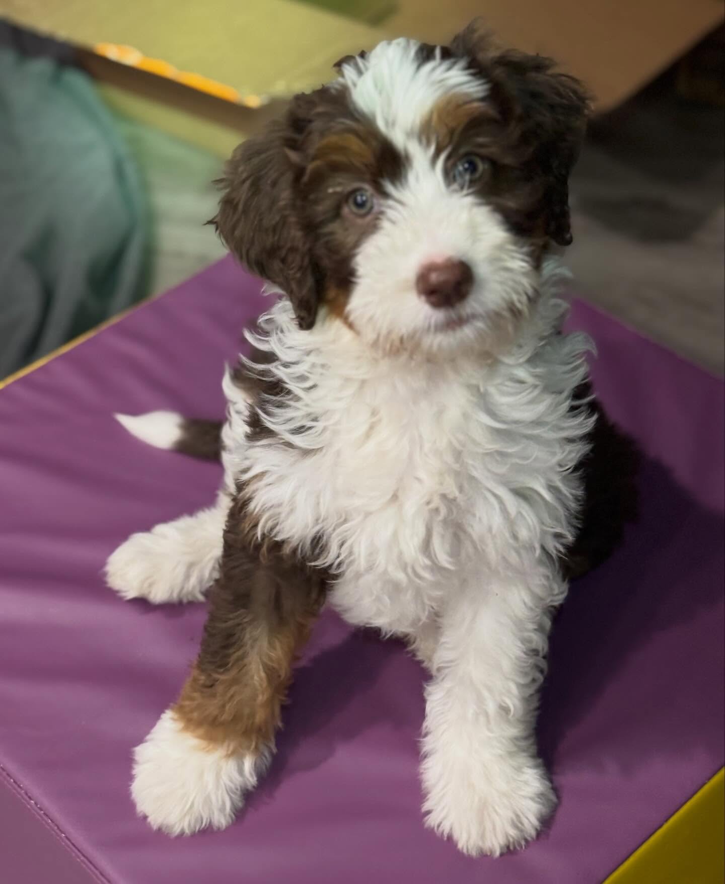 Introducing ‘Angel’s Finale’!!!! This sweet little love is one of our hopeful future moms, pending structural testing when she’s grown.
She’s very special to me as she’s from one of my dear friends who recently left this world. ❤️
#angel, #aussiemountaindoodle, #australianmountaindoodle,