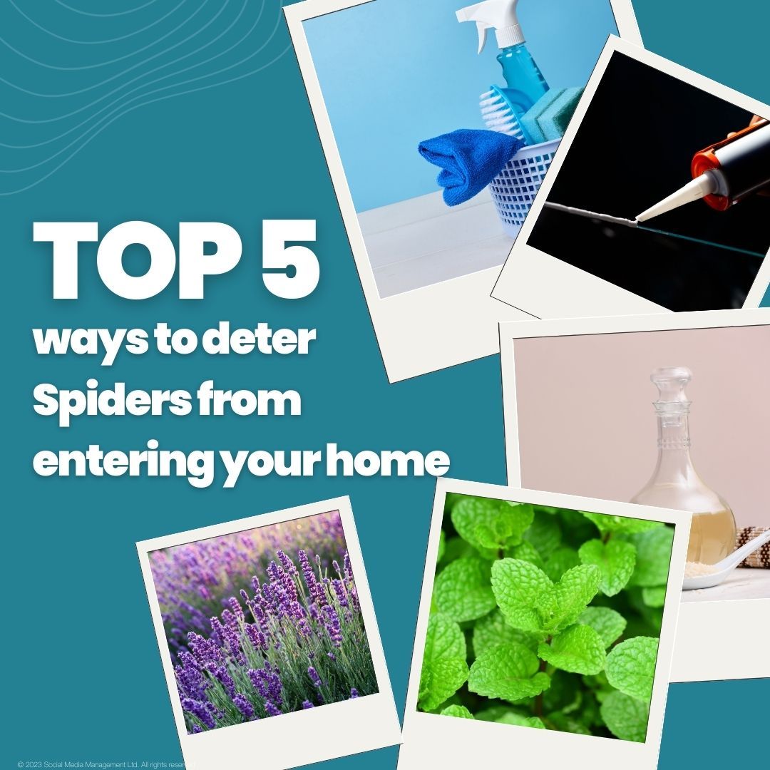 ๐ท๏ธ Lavender
Lavender is detested by spiders. Deter them from entering your home by soaking cotton wool balls in lavender oil and placing them around your home.
๐ท๏ธMint
This is another scent that spiders find repulsive.
๐ท๏ธ White Vinegar
Utilise a mixture of white vinegar and water not only for cleaning but also to repel spiders. Spraying this solution in corners and at entry points deters spiders from entering your home.
๐ท๏ธ Close the gaps
Seal gaps and install window netting to prevent spiders from entering. Window netting not only thwarts spiders but also keeps out other pests like wasps and flies.
๐ท๏ธClean
Regularly cleaning your home will help deter spiders from entering and staying in it, as they cannot settle anywhere.
.
.
.
#scotland #edinburgh #property #investment #investments #realestate #chrisslingproperties #spider #spiders #outofspiders #propertyspecialist #propertysourcing #propertyinvestments #estateagent #estateagents #sales