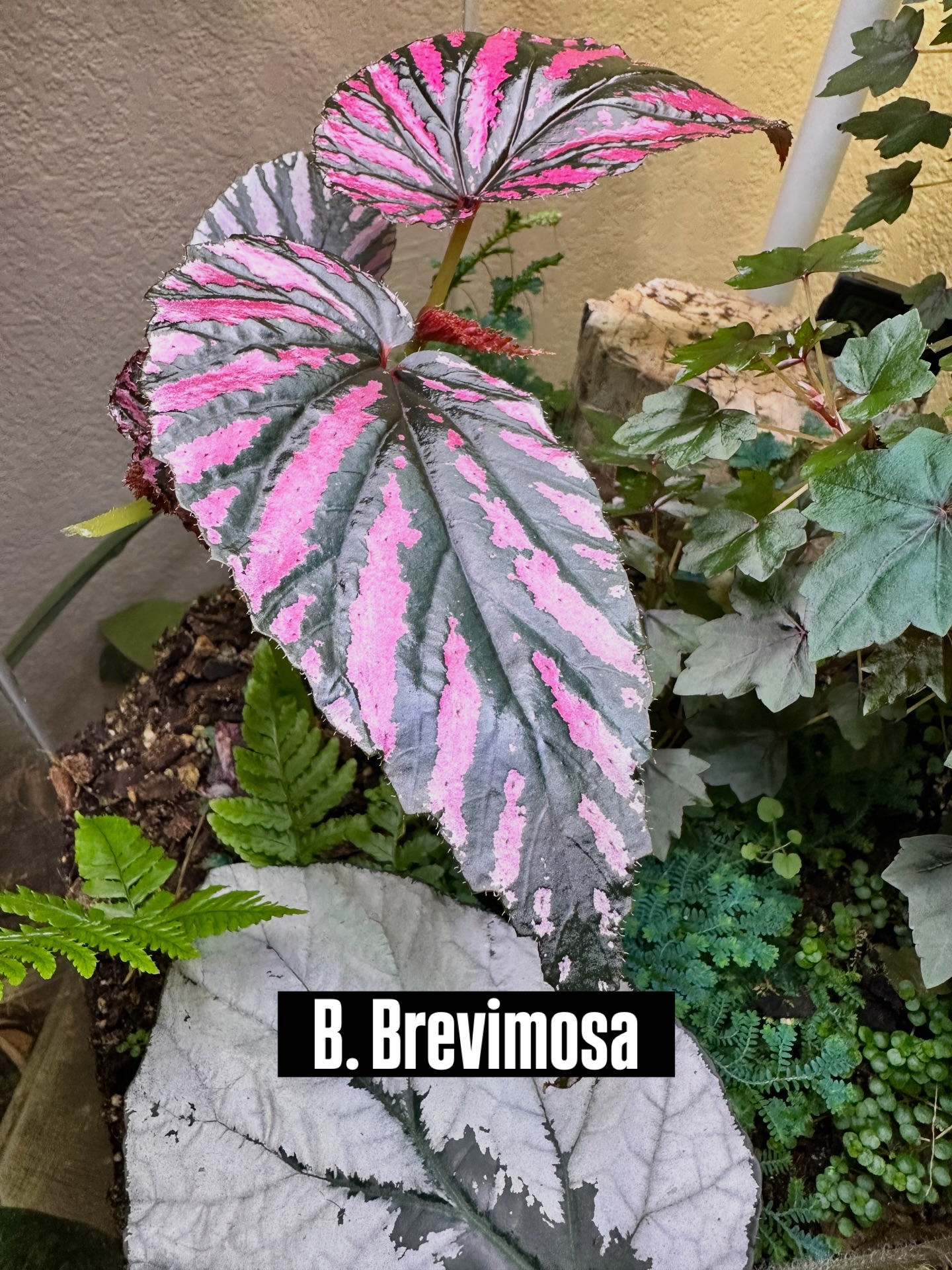 A few months ago I shared this diva living its best life after I finally gave in and moved it to a terrarium. Consider this your official update: Begonia brevirimosa ssp. exotica continues to thrive… and multiply.
The original plant is still going strong, I’ve got two propagated plants ready for new homes, and two more currently rooting in moss like they’ve decided I might actually know what I’m doing.
Why the earlier drama? Brevimosa exotica is a New Guinea native with olive-green leaves, blazing metallic pink bands, and a shine that looks almost unreal. It wants bright indirect light, consistently moist soil, and humidity in the 60%+ range. Miss one of those and it will let you know—usually by dropping leaves or browning edges just to prove a point.
Yes, it can be grown ambient (I’ve seen the evidence and I remain determined), but let’s be honest—this plant shines in high-humidity environments. In a terrarium, it grows fast, tall, and starts demanding staking like the glamorous shrub it is.
If ambient growing continues to test my patience, I suppose a giant terrarium is in my future. Because those leaves. That color. That shine. Absolutely worth the attitude.
#BegoniaBrevimosa
#BegoniaCollectors
#PlantWithAnAttitude
#HighHumidityClub
#RareBegonia