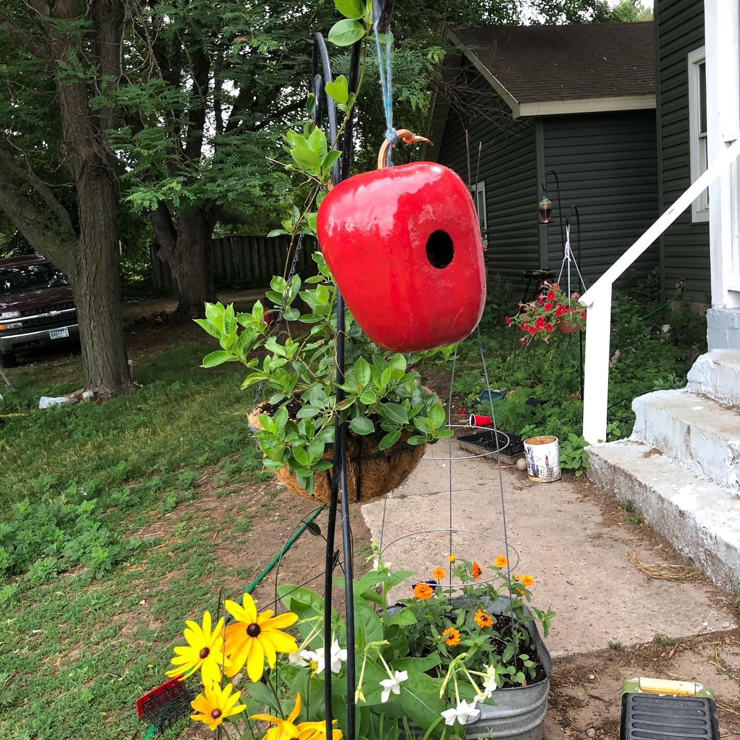 Apple gourds grown last year are making nice bird houses this year! Www.gulstadsgoodies.com
