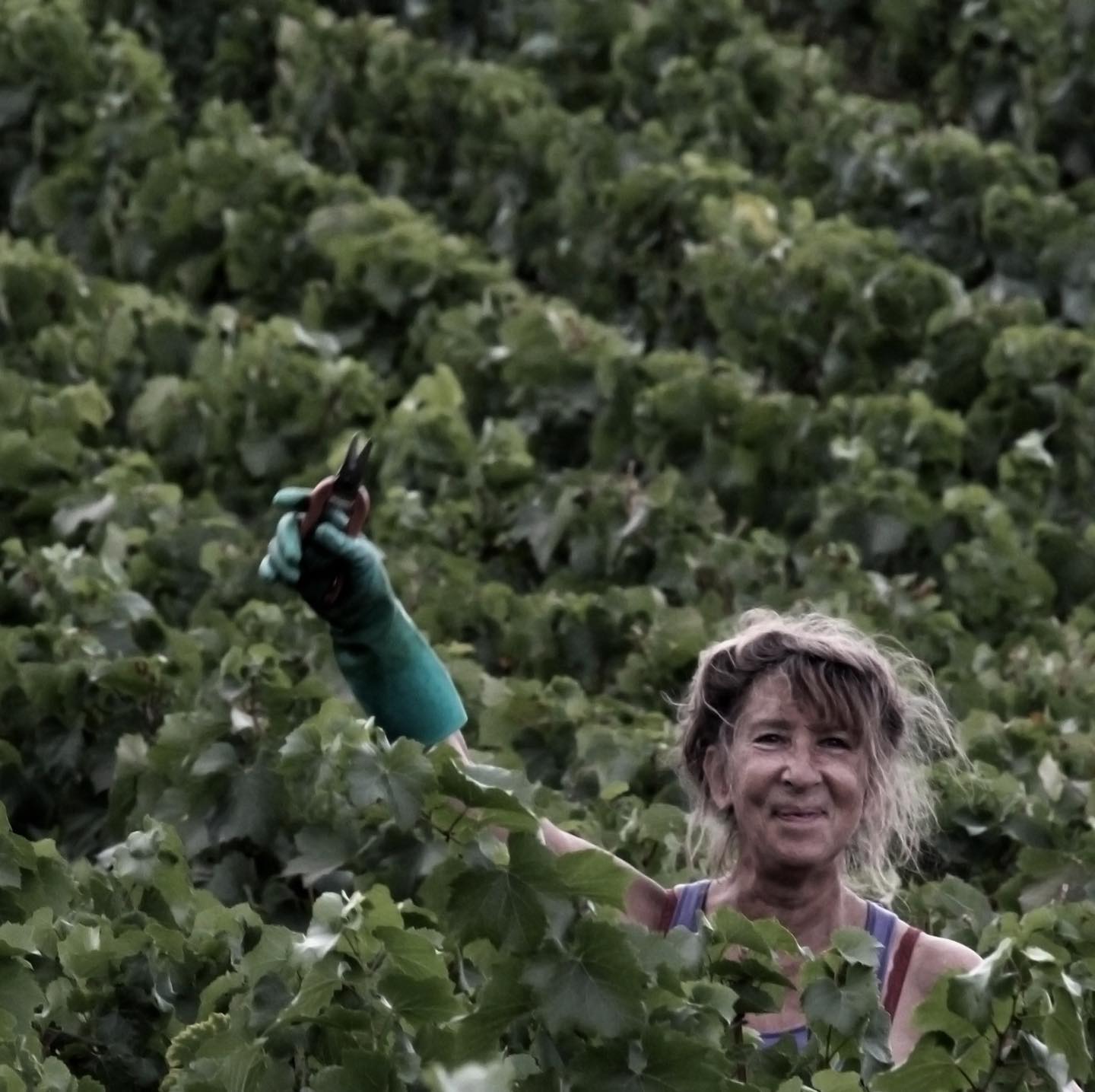 À LA RECHERCHE DE VENDANGEURS
Pour la vendange 2021, aux alentours du 15 septembre 🍇
MP si intéressé ou contactez nous:
Contact@champagnemargaine.com