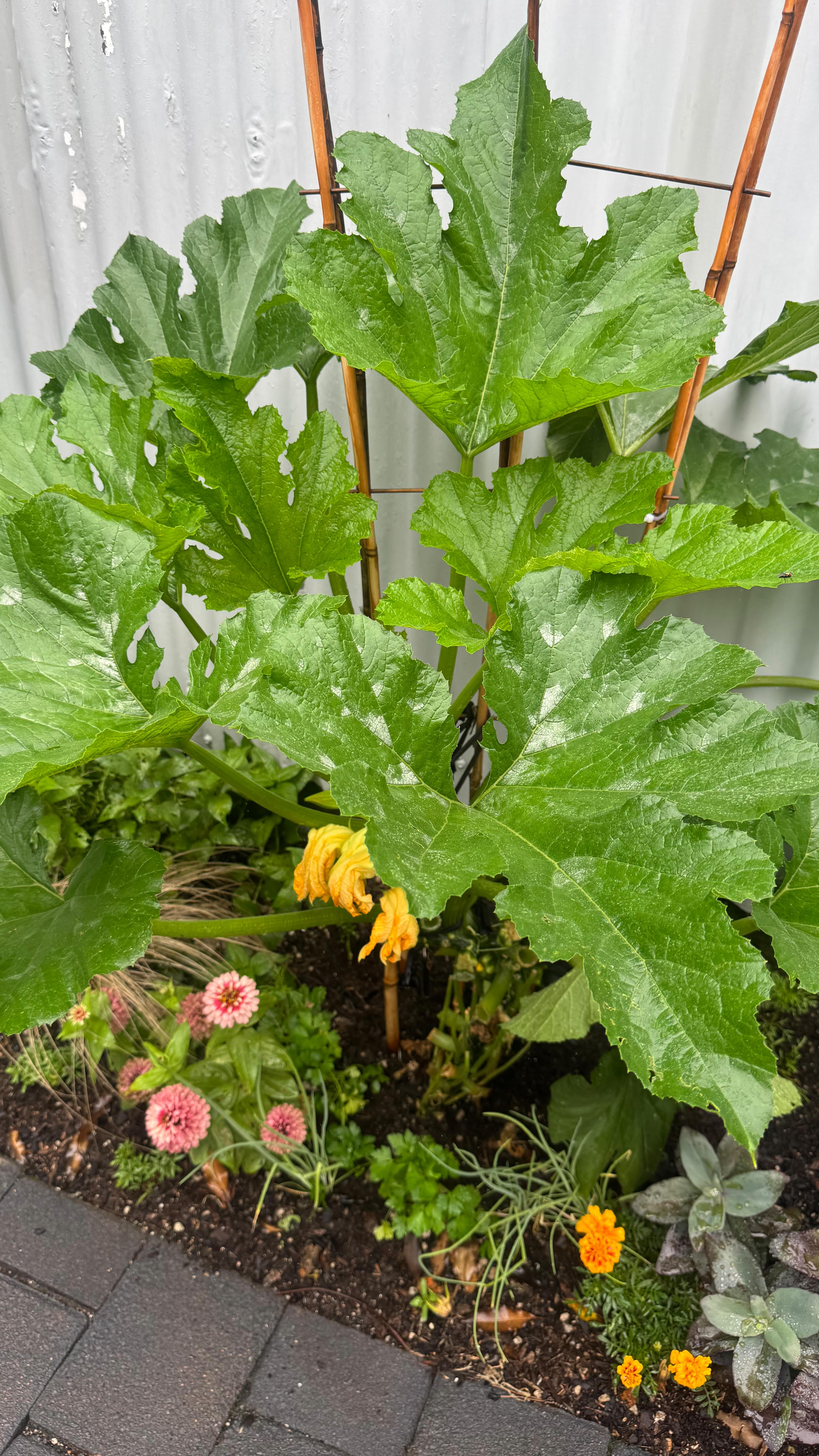 Vertical zucchini / courgette is one of the best ways to grow a big, healthy plant in a small space.
This one is trained straight up a trellis using soft cloth ties.
I re-tie it once a week, depending on how fast it’s growing.
Growing it vertically:
– saves space
– improves airflow so less mildew
– makes harvesting easier & can underplant
I also remove a few leaves to expose the flowers and keep the plant open and productivity in the veggie garden
