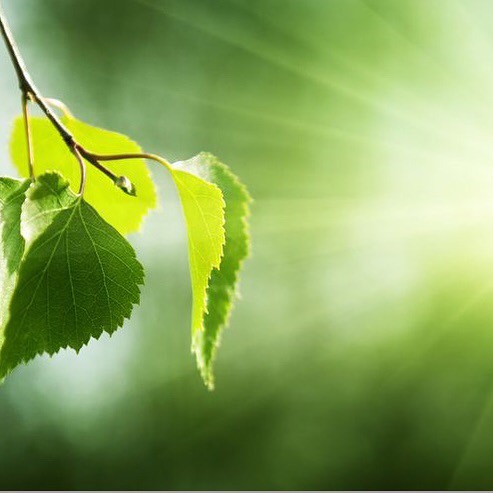 "Photosynthesis powers nearly all life on earth with a small number of exceptions that emerge from the darkness of the ocean's volcanic vents" - From the book 'Forests - Reasons to Be Hopeful' by Bill Liao
One of the easiest ways to help increase photosynthesis every day is by switching your web browser to @Ecosia to plant trees for free while you search the web. Ecosia.org is the ‘search engine that plants trees’ by donating 80% of their advertising revenue to effective tree planting projects around the world with a focus on biodiversity hotspots.
Subscribe to @trilliontreescampaign for more inspiring nature content and to connect with easy ways to plant trees around the world.
#trilliontreescampaign #trilliontrees #reforestation #generationrestoration #sunlight #sunlightbrilliant #sunbeams #photosynthesis #leaves #leaveslovers #naturetherapy #incrediblenature #beauty_of_nature #naturegrams #givebacktonature #naturemeditation #natureinspiredbeauty #naturelifeearth #naturelifeearth #mothernaturerocks #naturephotography #jawdroppingshots #treeplanting #planttrees #treeconnection #treephotography #landscapelove #treeloves #loveforests #treespirits